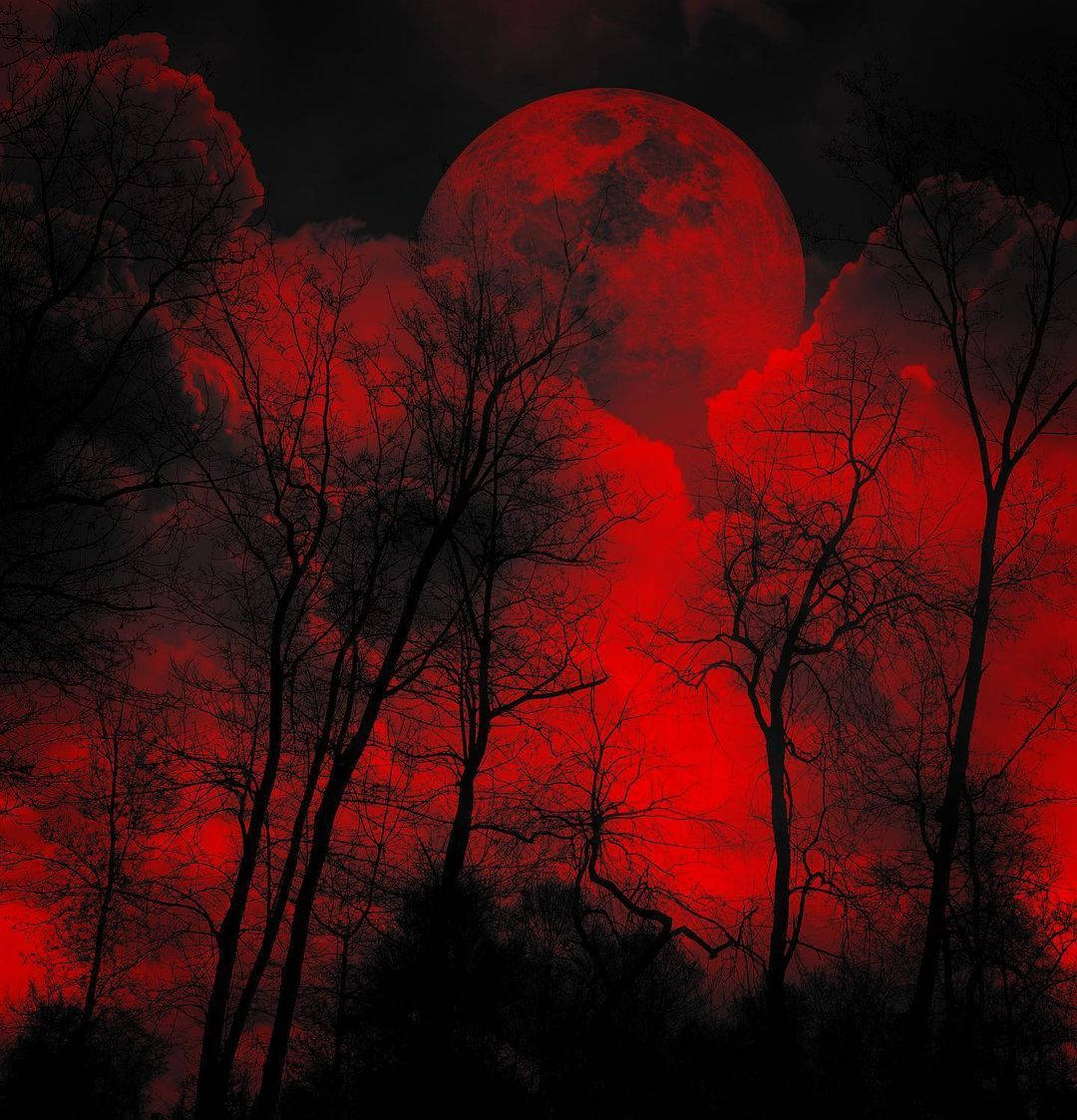Ominous Trees With Red Sky