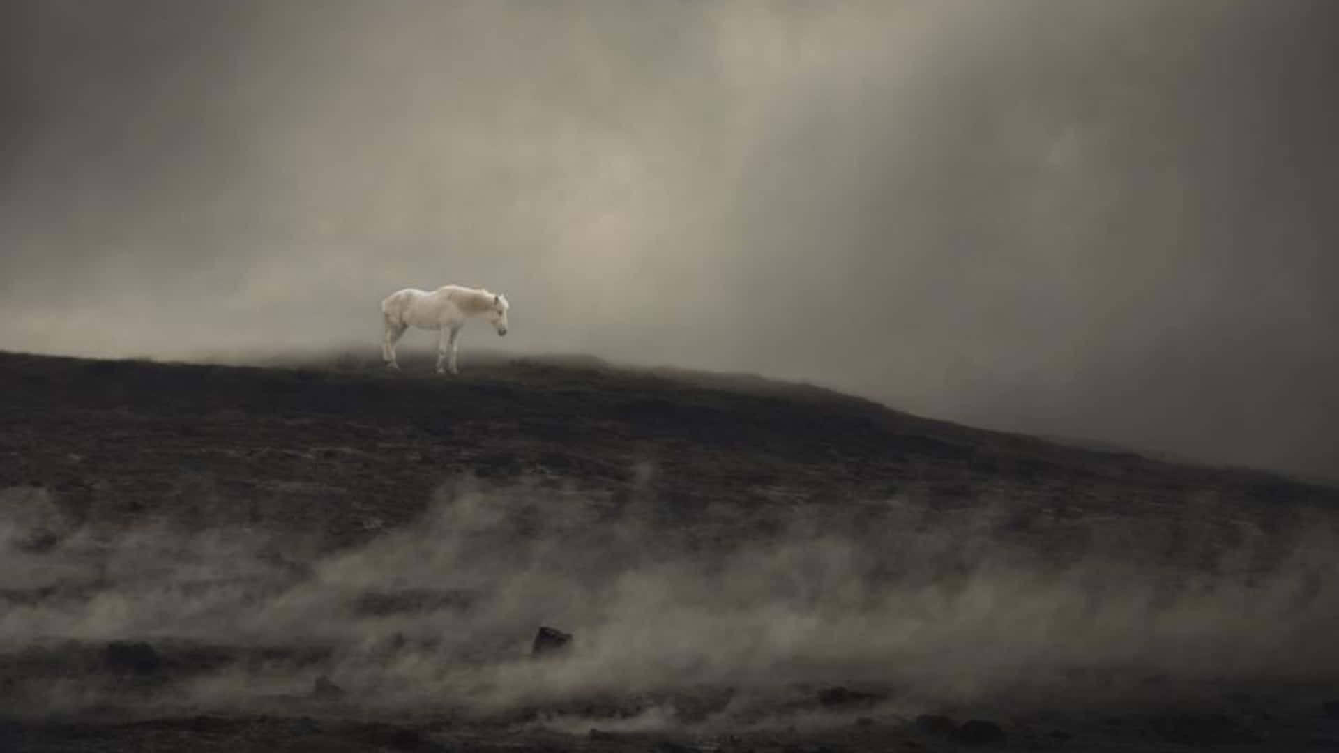 Ominous White Horse Standing Alone