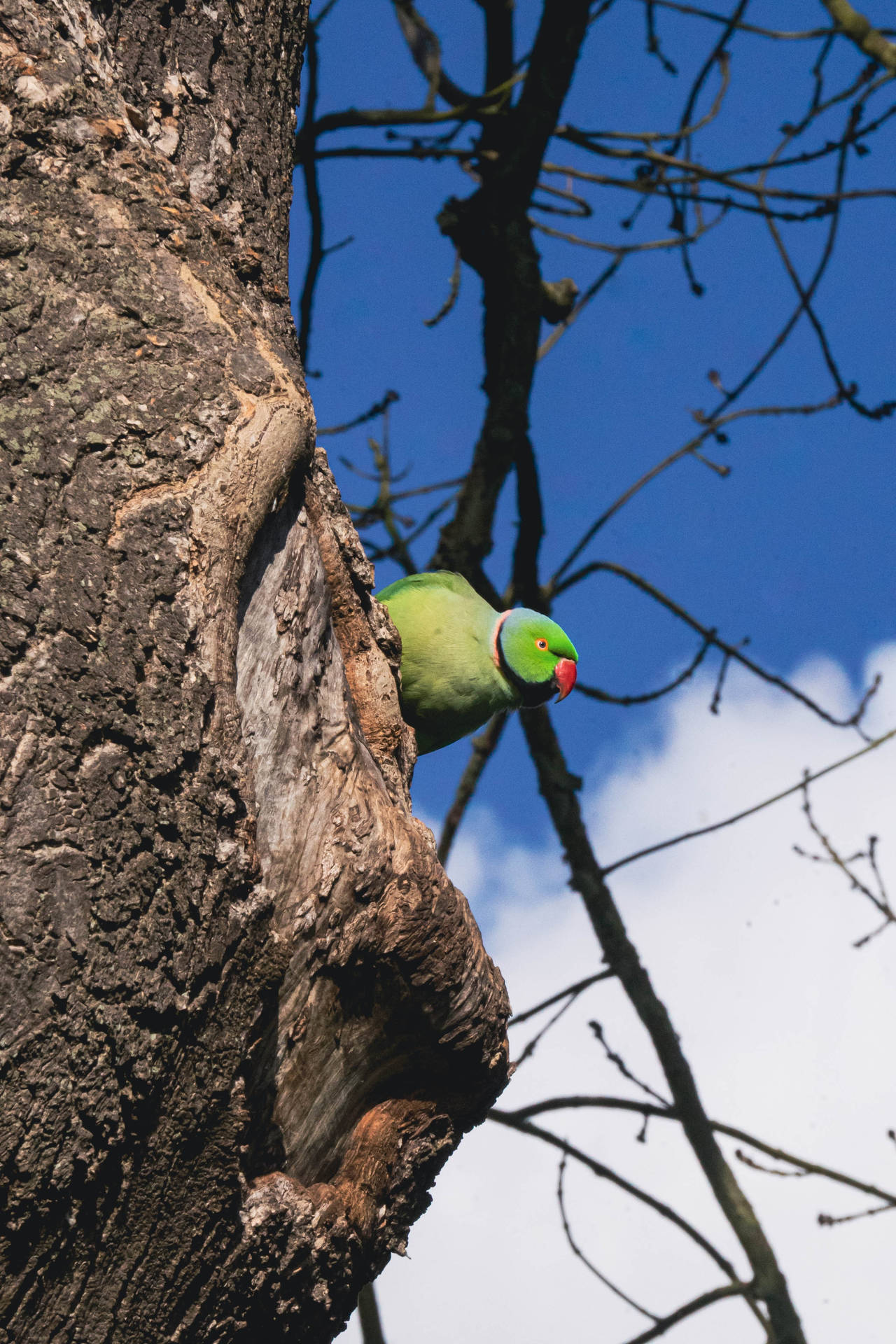 On Tree Trunk Green Parrot Hd