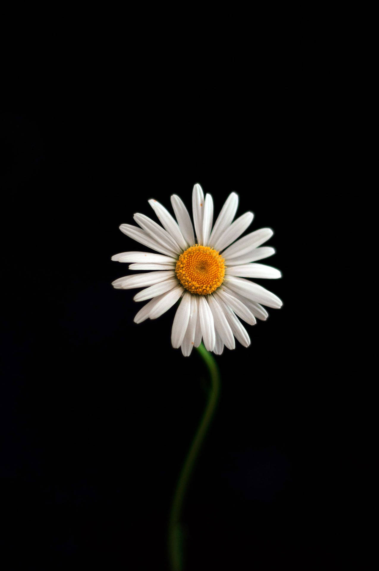 On-trend Peaceminusone White Gerbera Flower Design Background