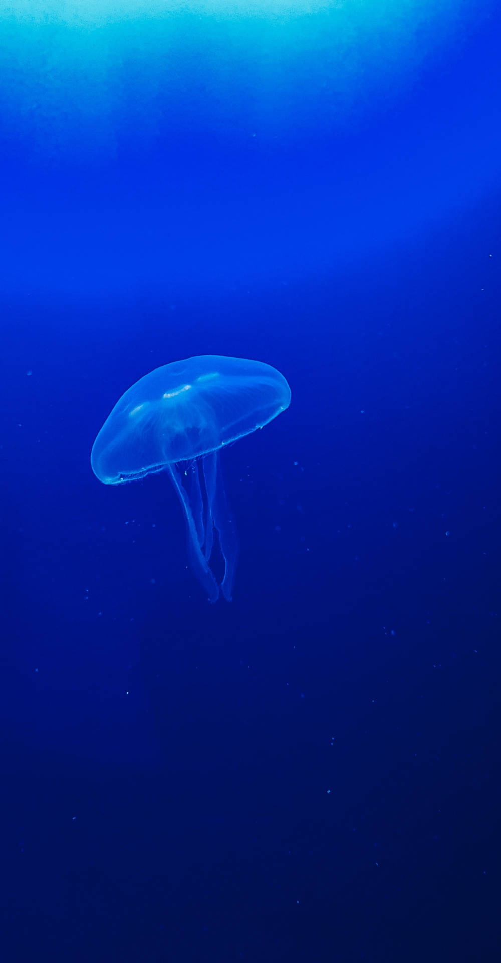 One Blue Jellyfish Background