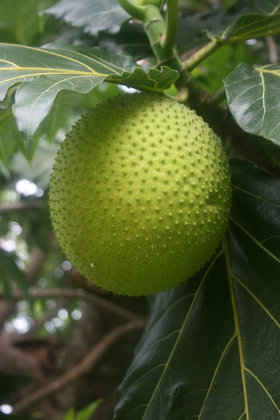 One Breadfruit Closer Look Background