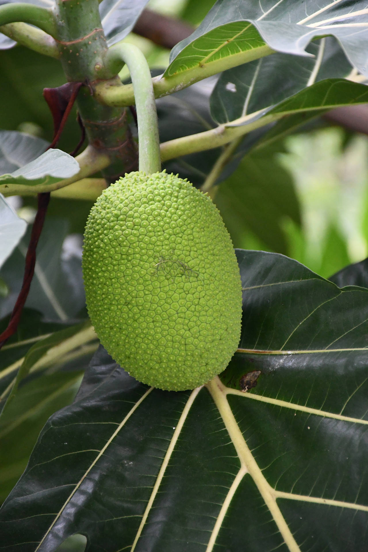 One Breadfruit Hanging Background