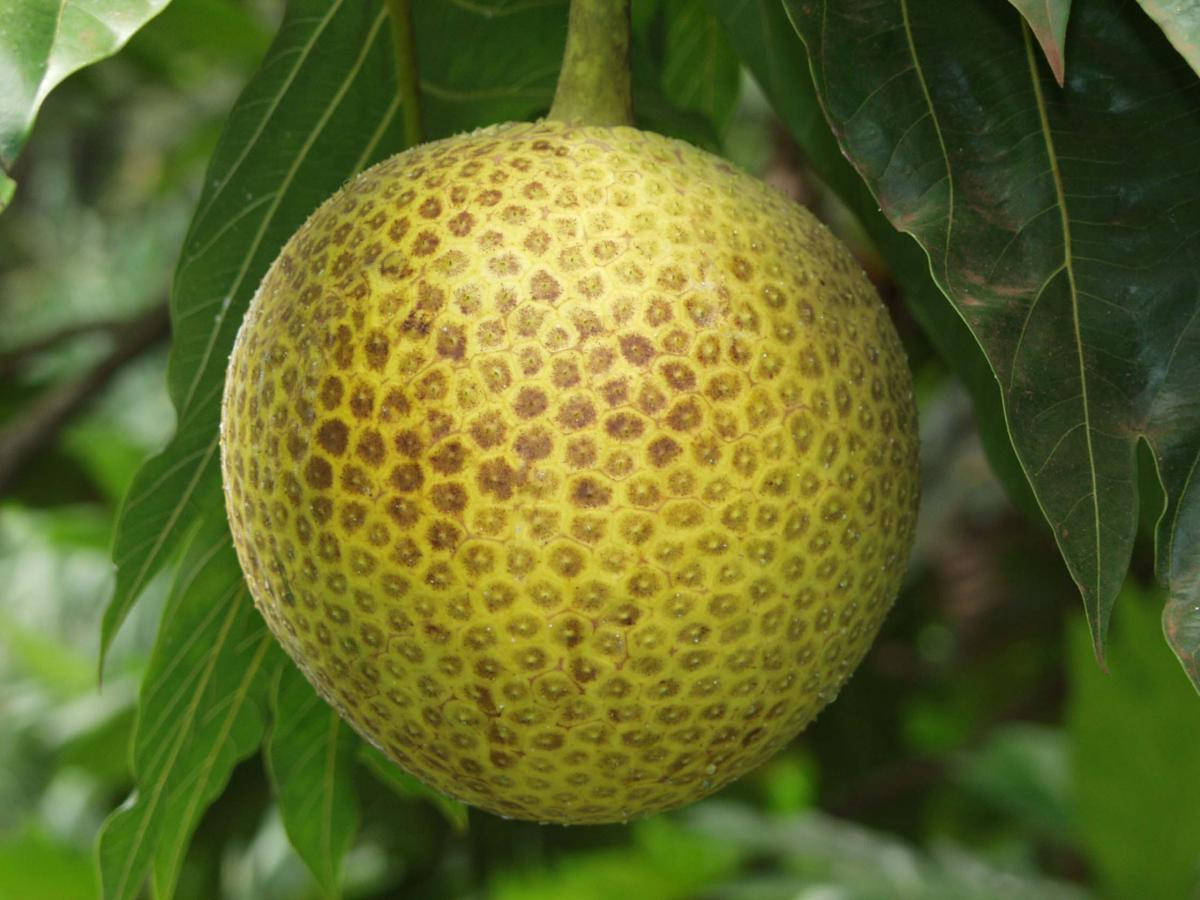 One Breadfruit Round Shape Background