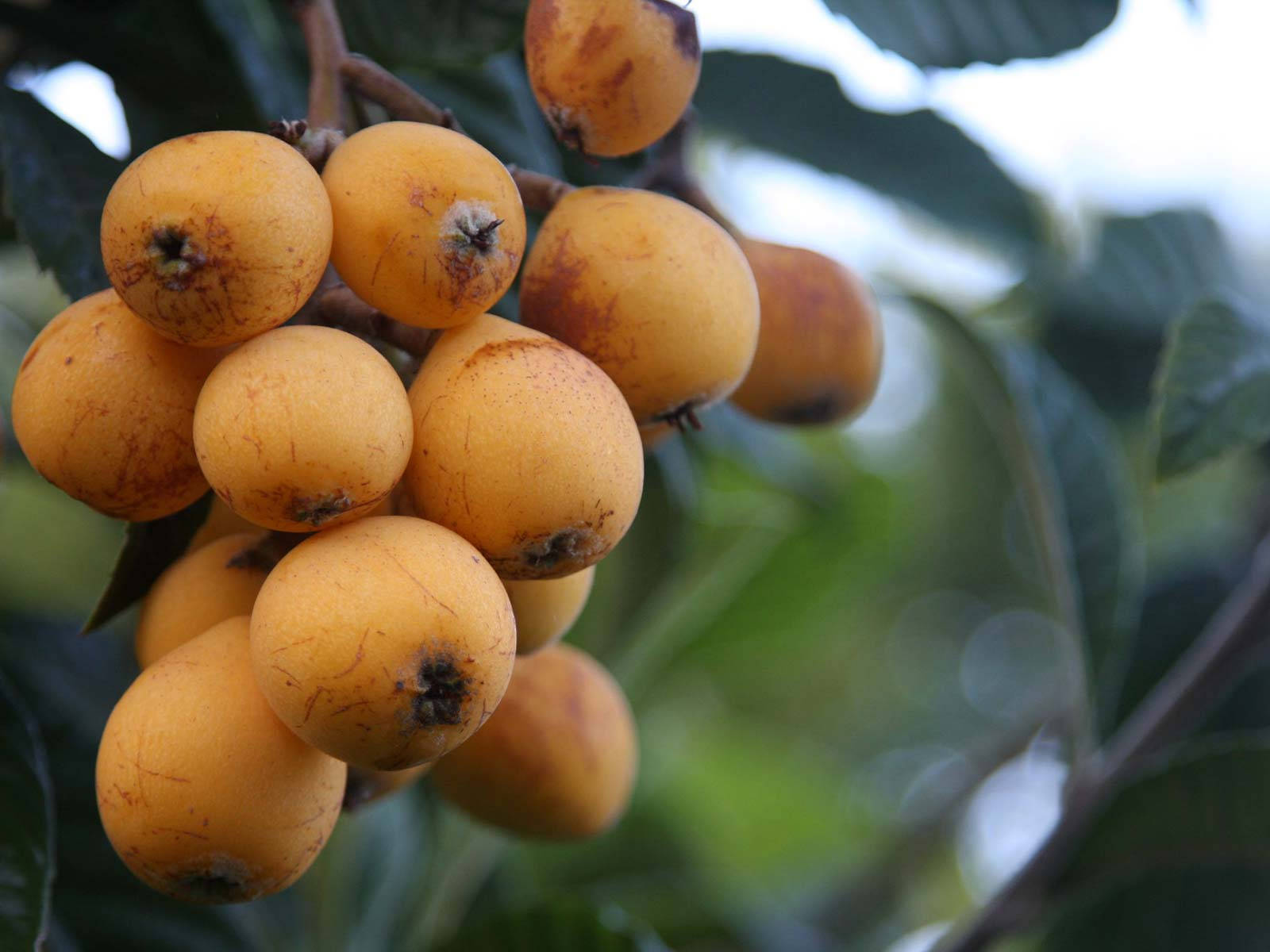 One Bundle Of Loquat Fruits Background