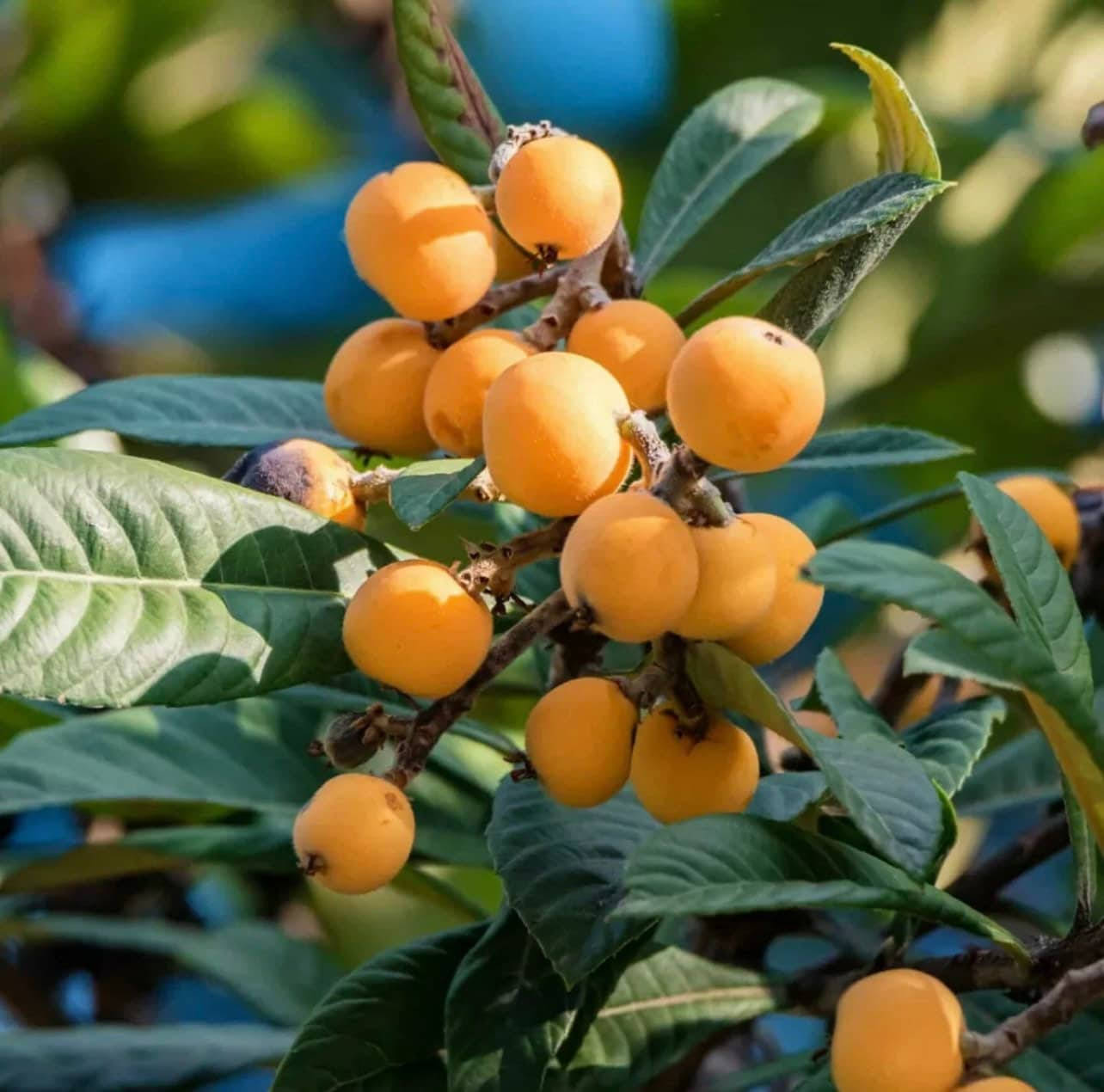 One Bundle Of Loquat Orange Fruits Background