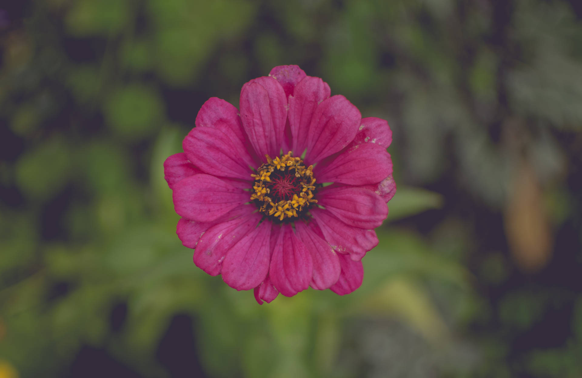 One Dark Pink Flower Background