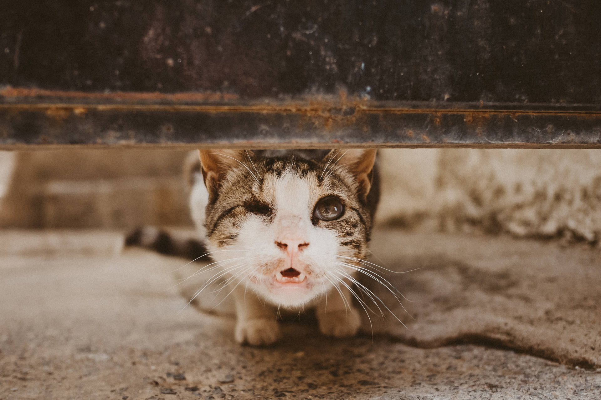 One-eyed Kitten Background