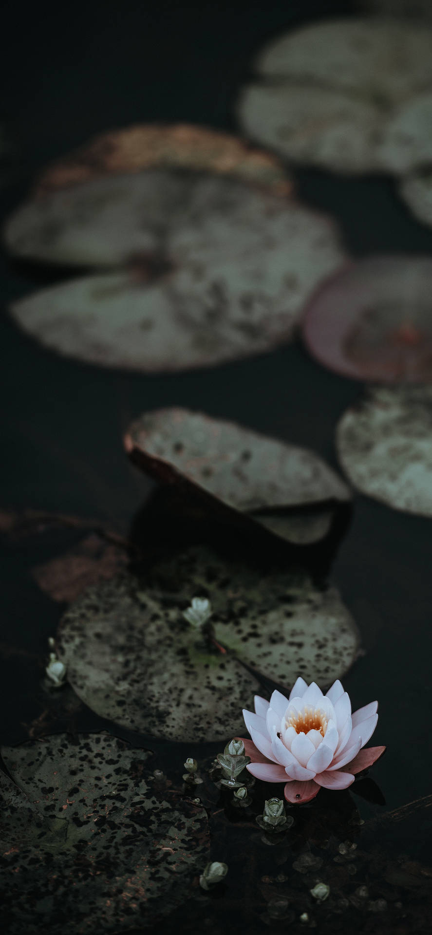 One Floating Lotus Flower Background