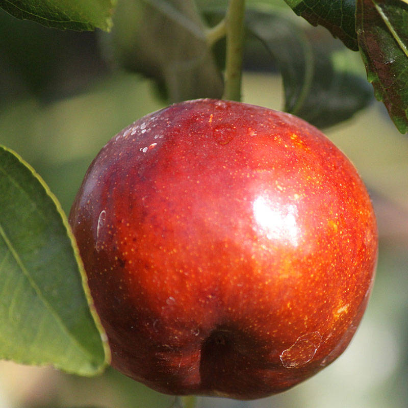 One Jujube Fruit Background