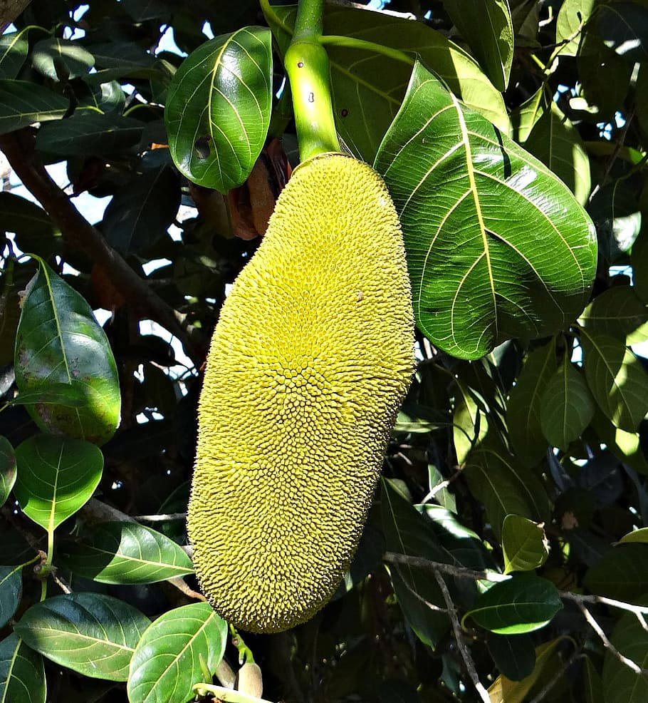 One Large Breadfruit