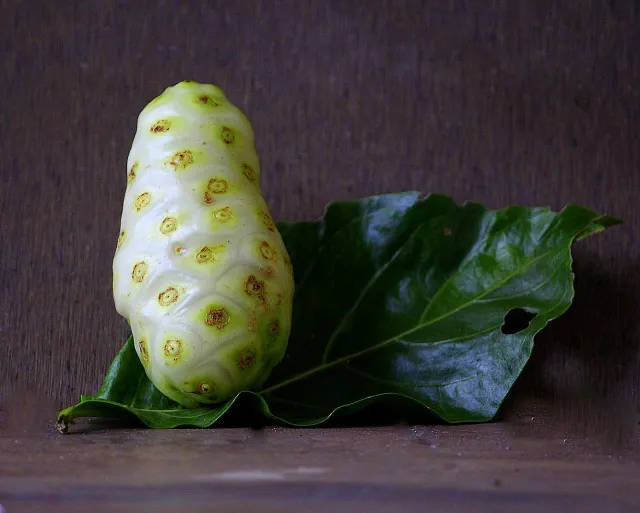 One Noni Fruit Leaf Background