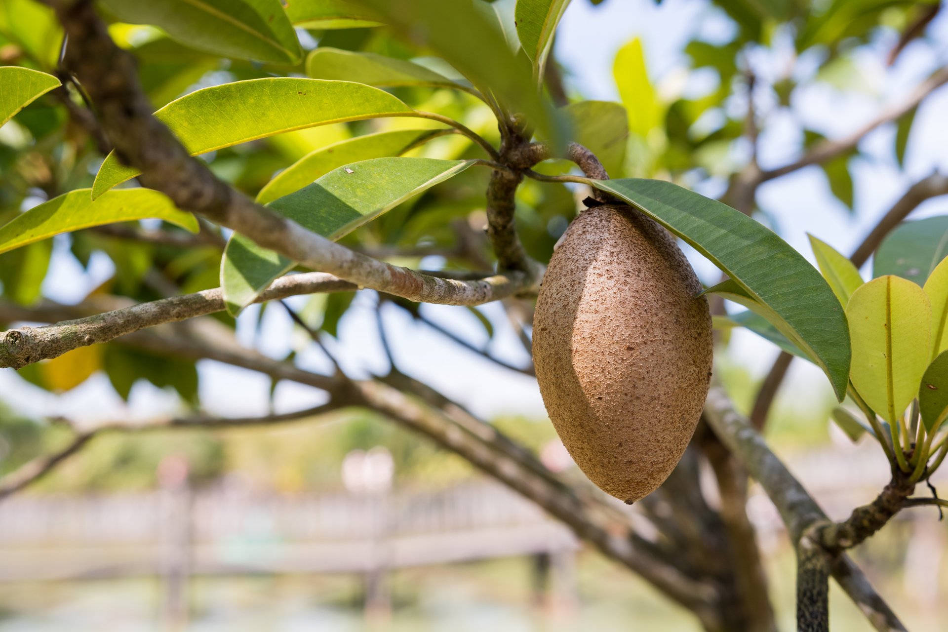 One Oblong Sapodilla Fruit Background