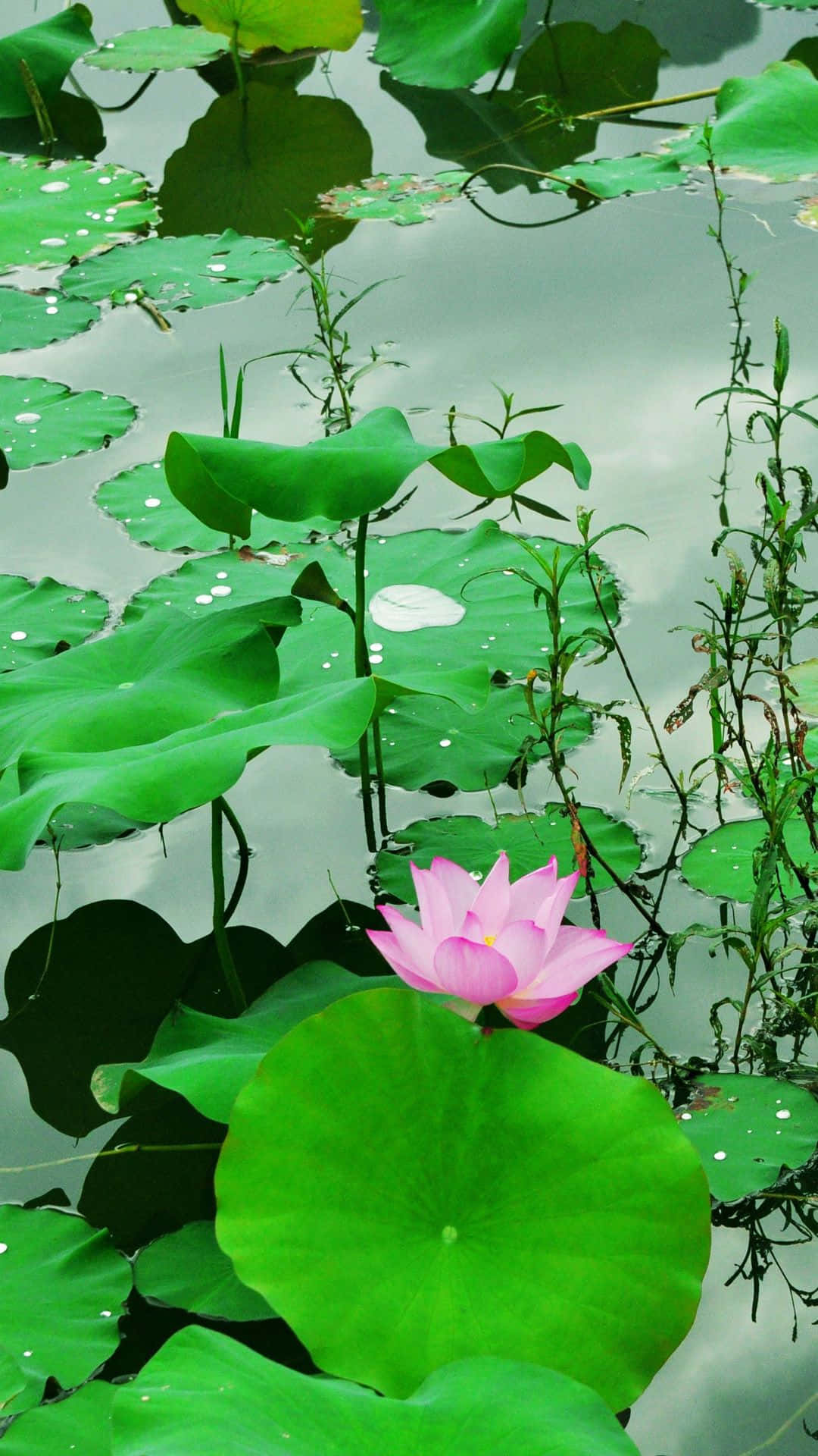 One Of A Kind Lily In The Pond Background