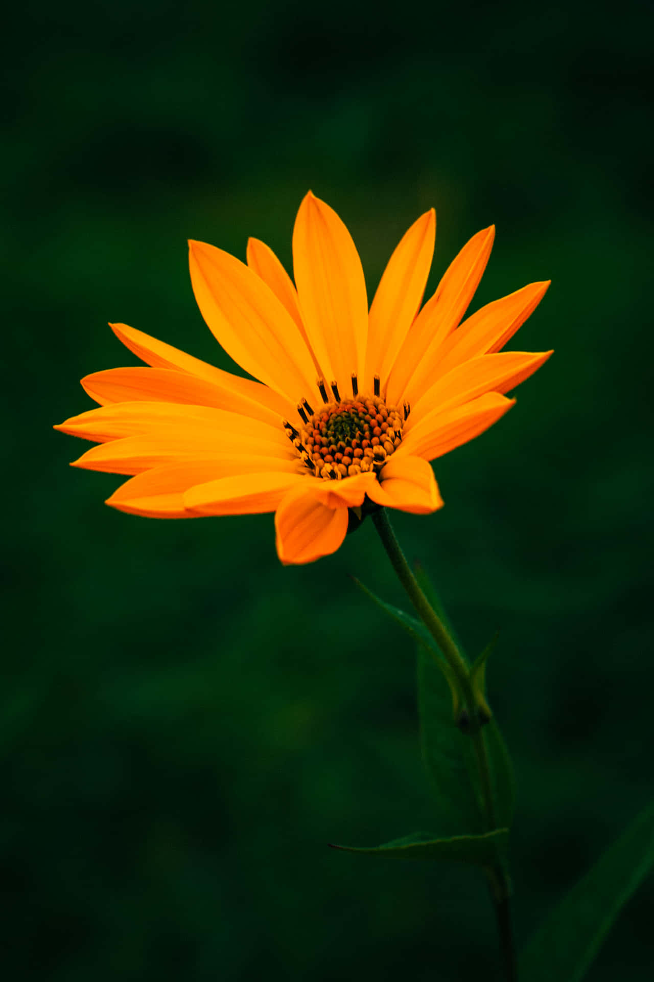 One Orange Flower Over Dark Background