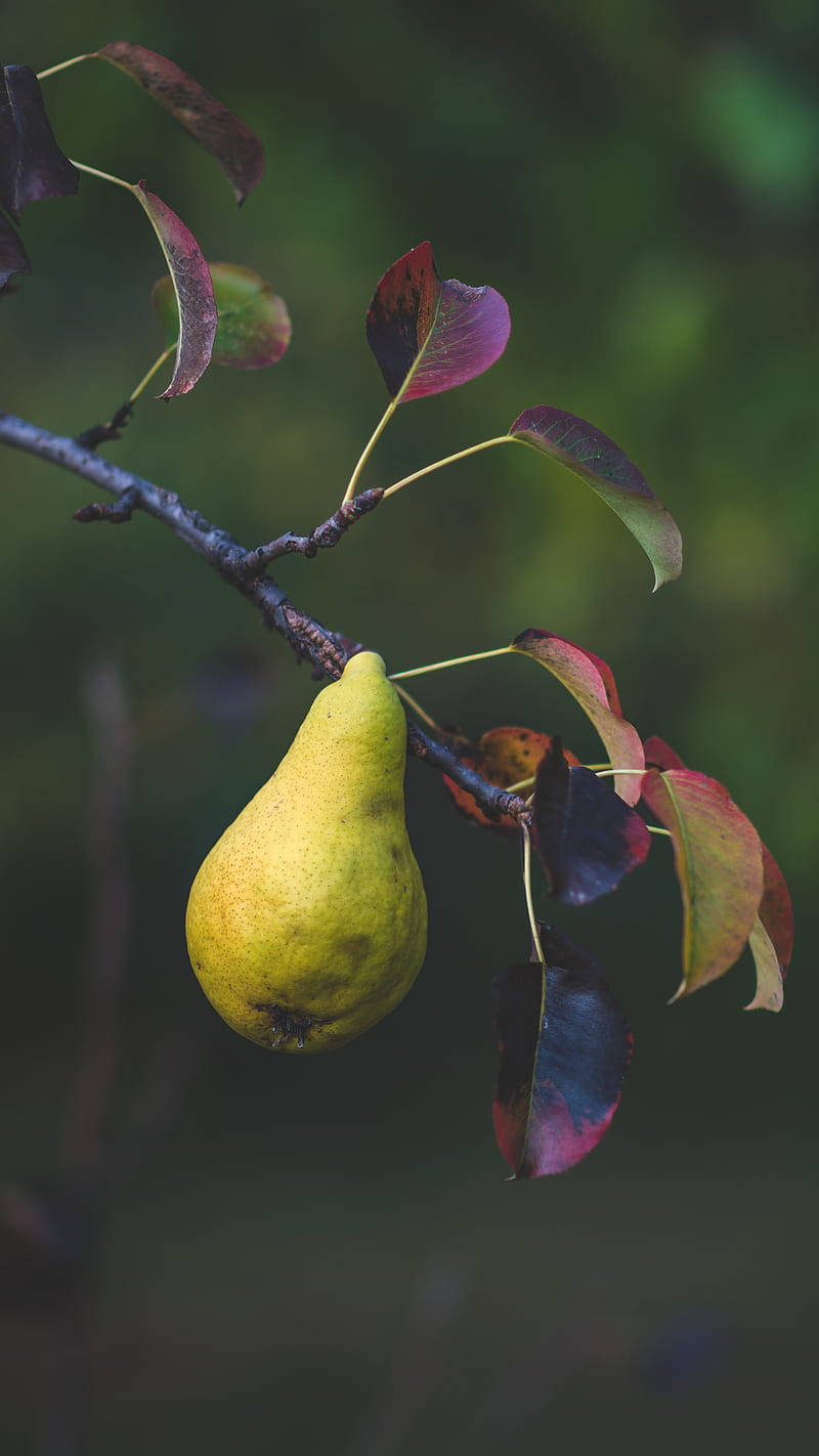 One Pear On A Branch Background