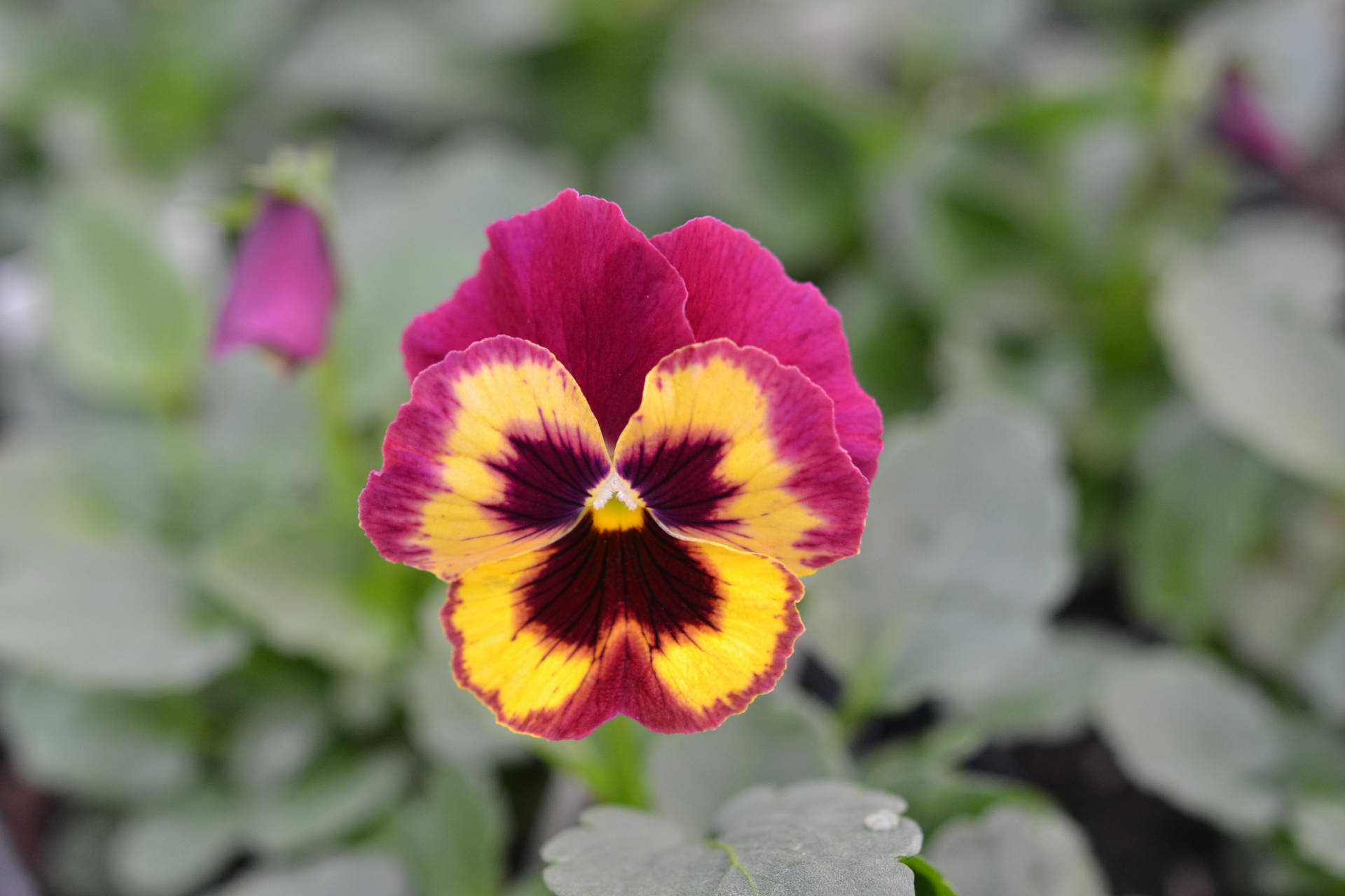 One Piece Pink Pansy Background