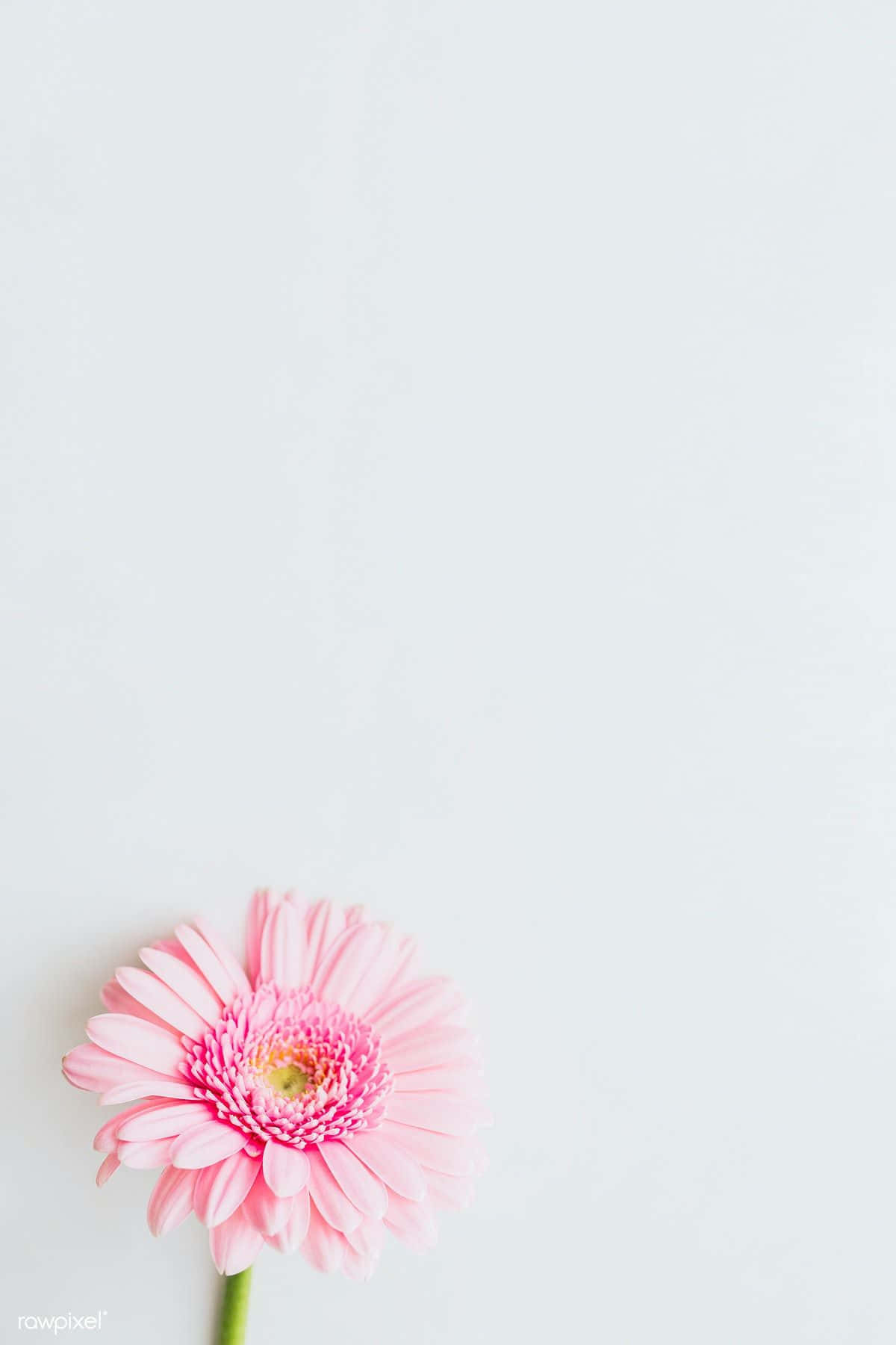 One Pink Spring Daisy Iphone Background