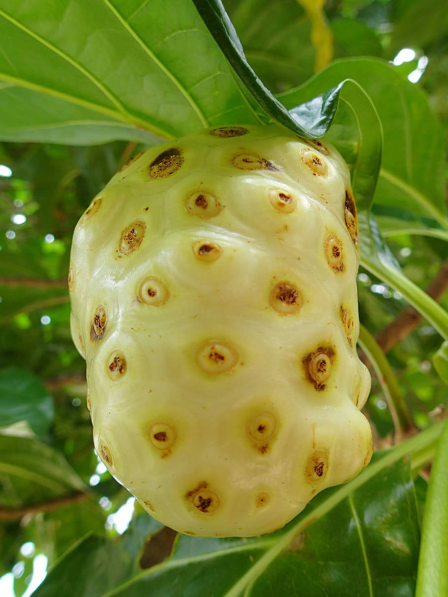 One Ripe Noni Fruit