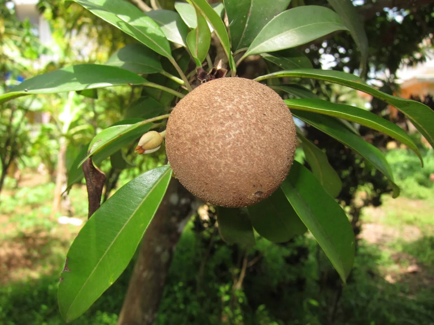 One Ripe Sapodilla Fruit Background