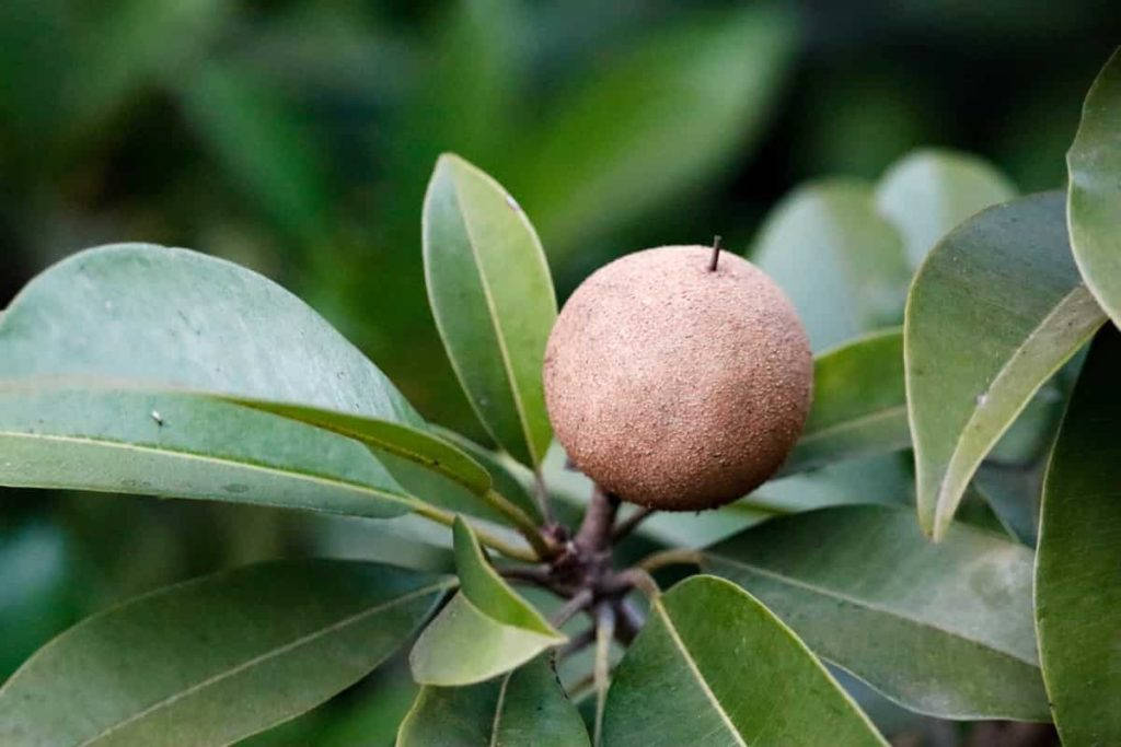 One Round Sapodilla Fruit Background