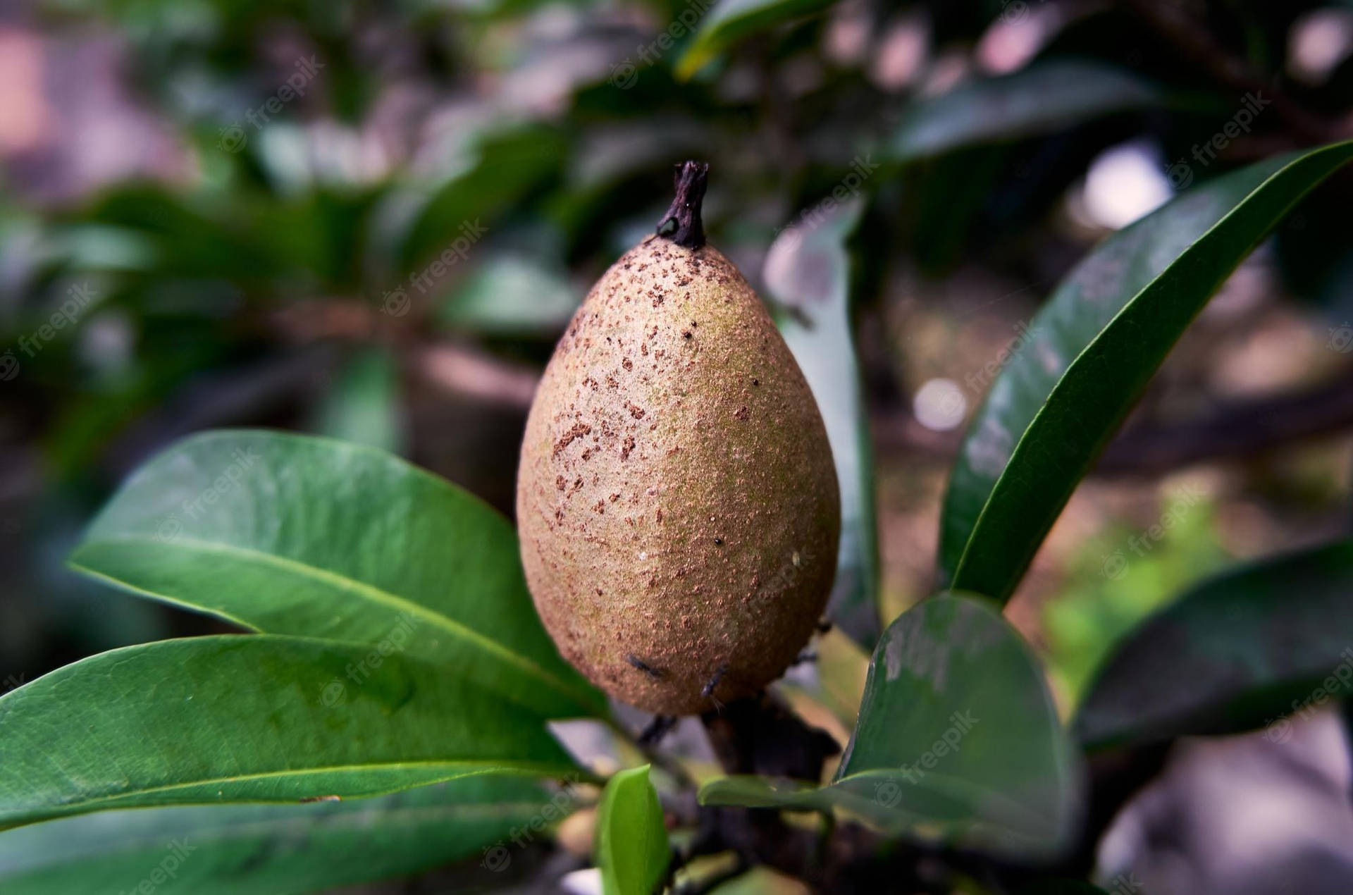 One Sapodilla Fruit Oblong Shape