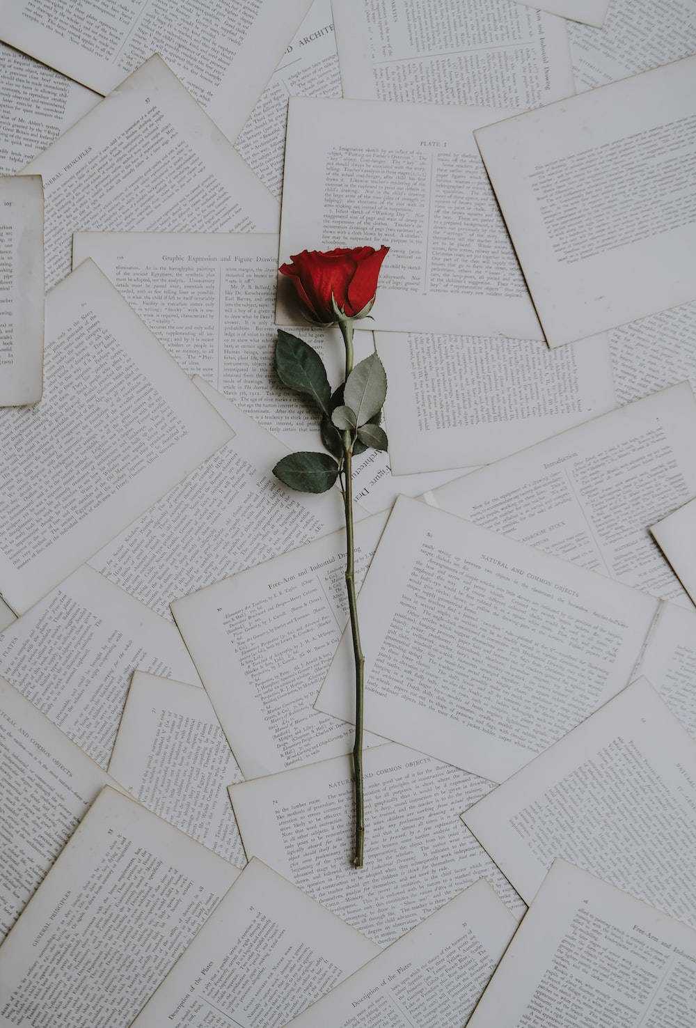 One-sided Love Rose On Pages