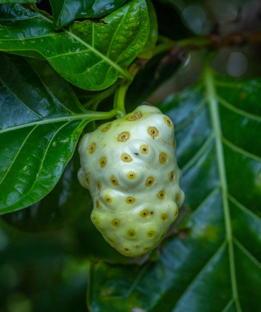 One Small Fruit Background