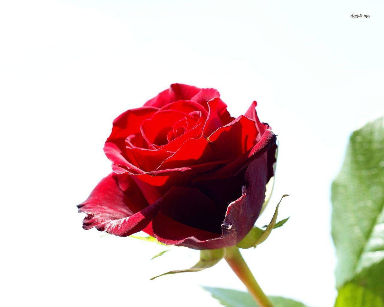 One Stem Of Red Rose Flower Background