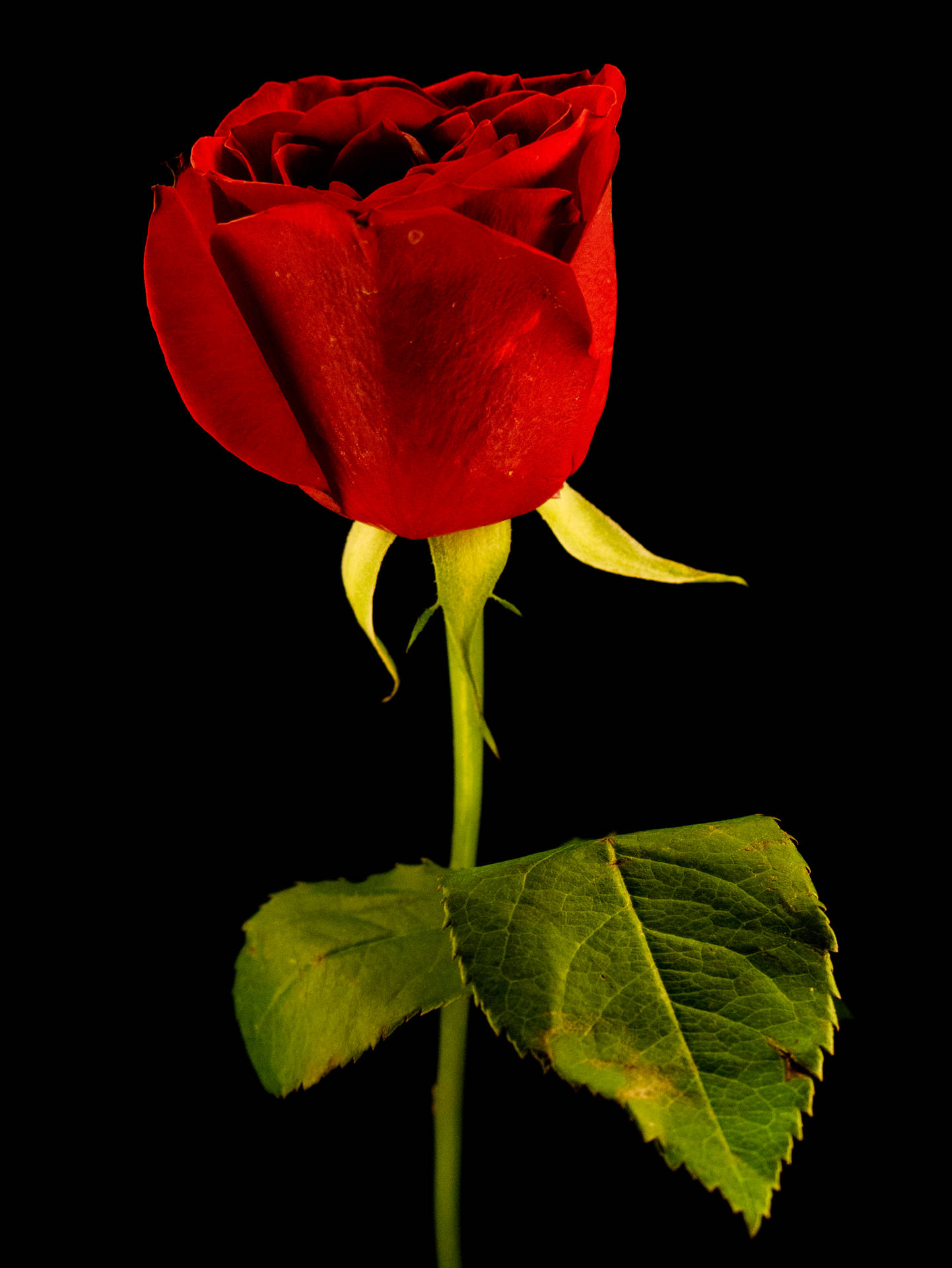 One Stem Red Rose Hd Background