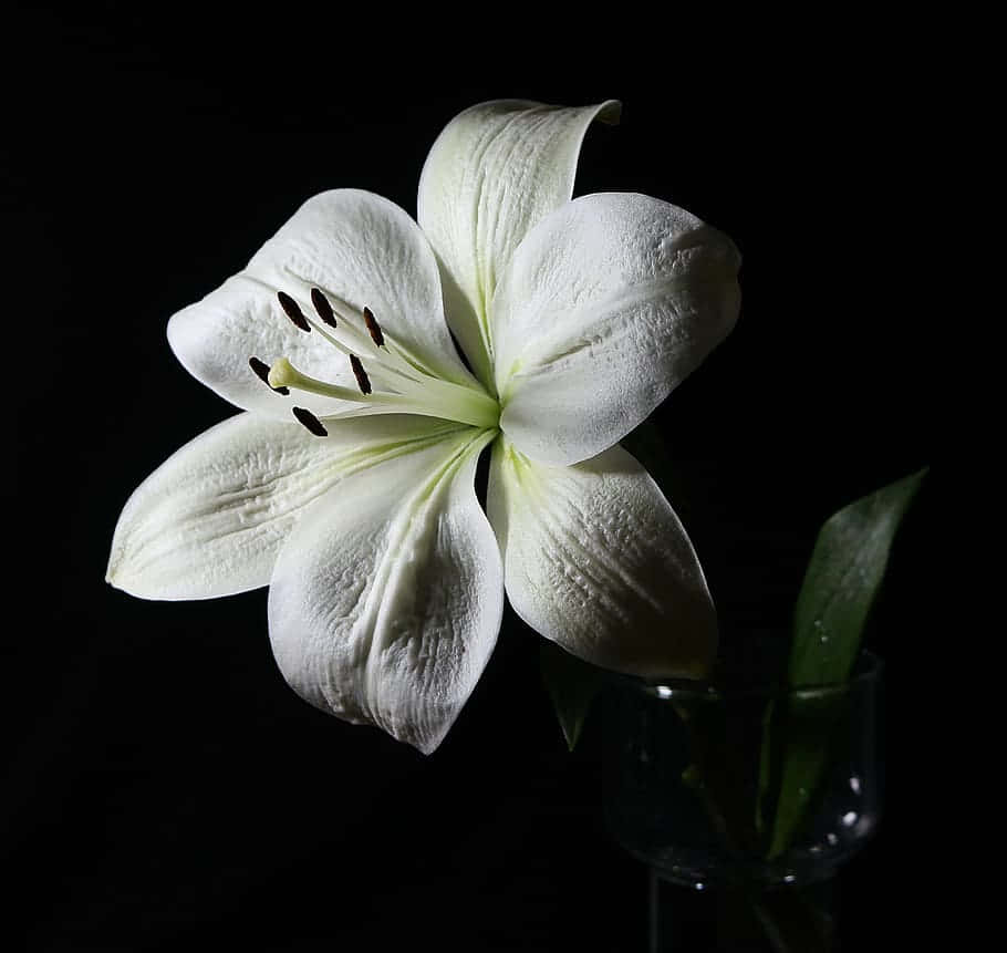 One White Lily Black Setting Background