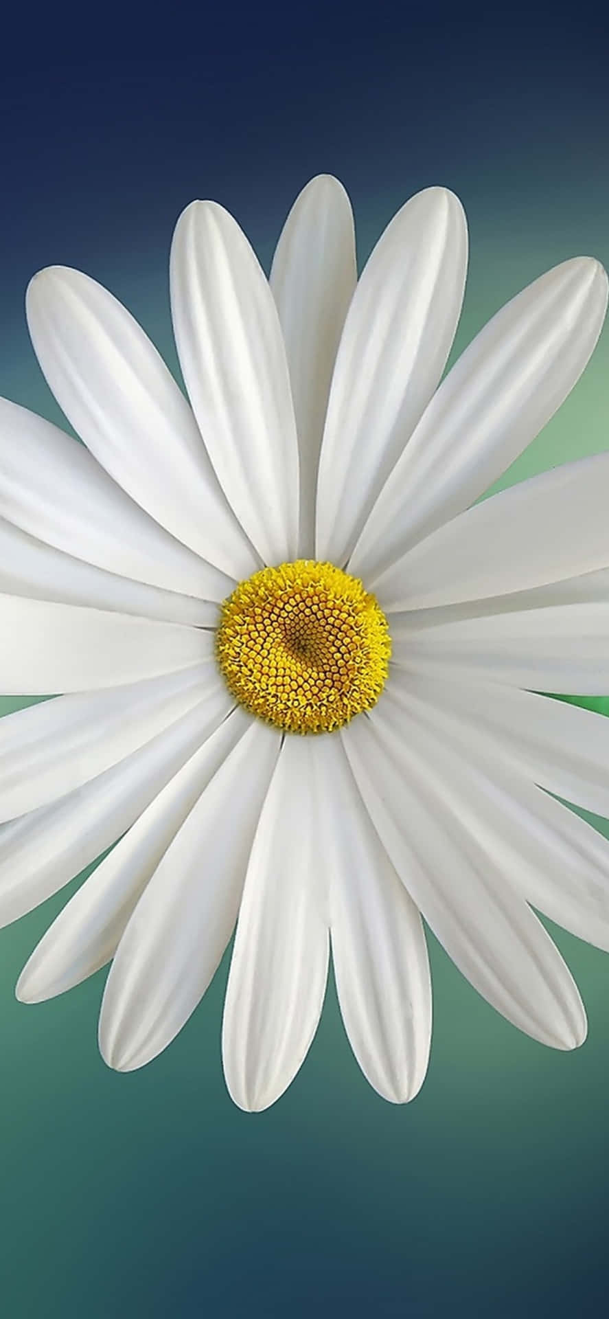 One White Spring Daisy Iphone Background