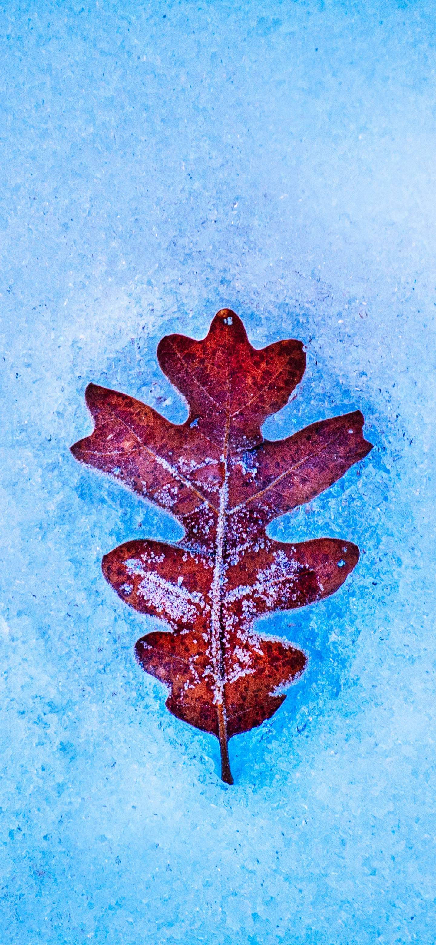 Oneplus 7 Pro Leaf On Snow Background