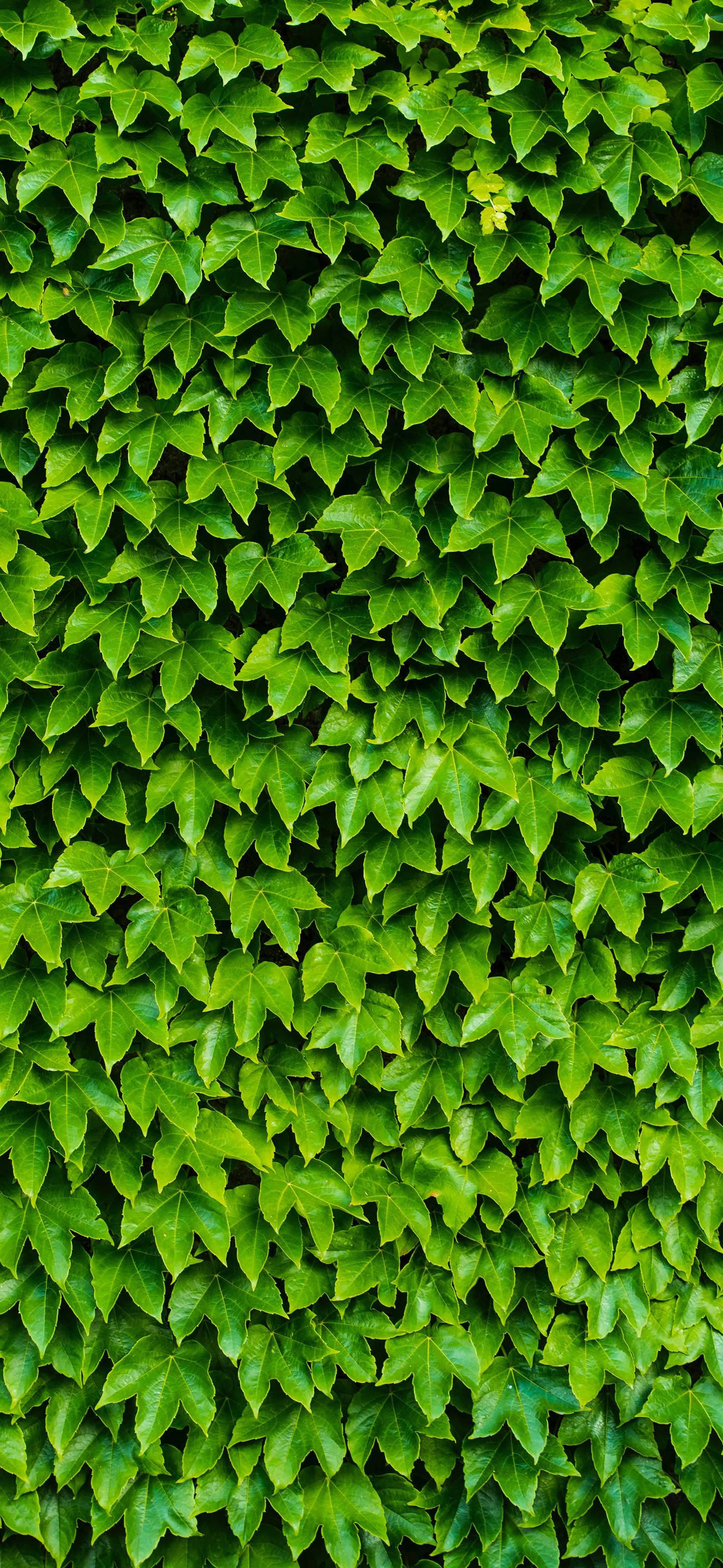 Oneplus 7 Pro Leafy Hedge Background