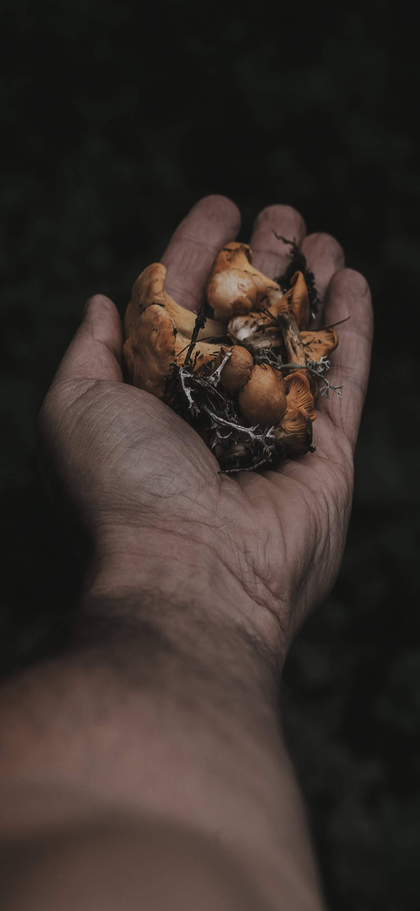 Oneplus 7 Pro Wild Mushrooms Background