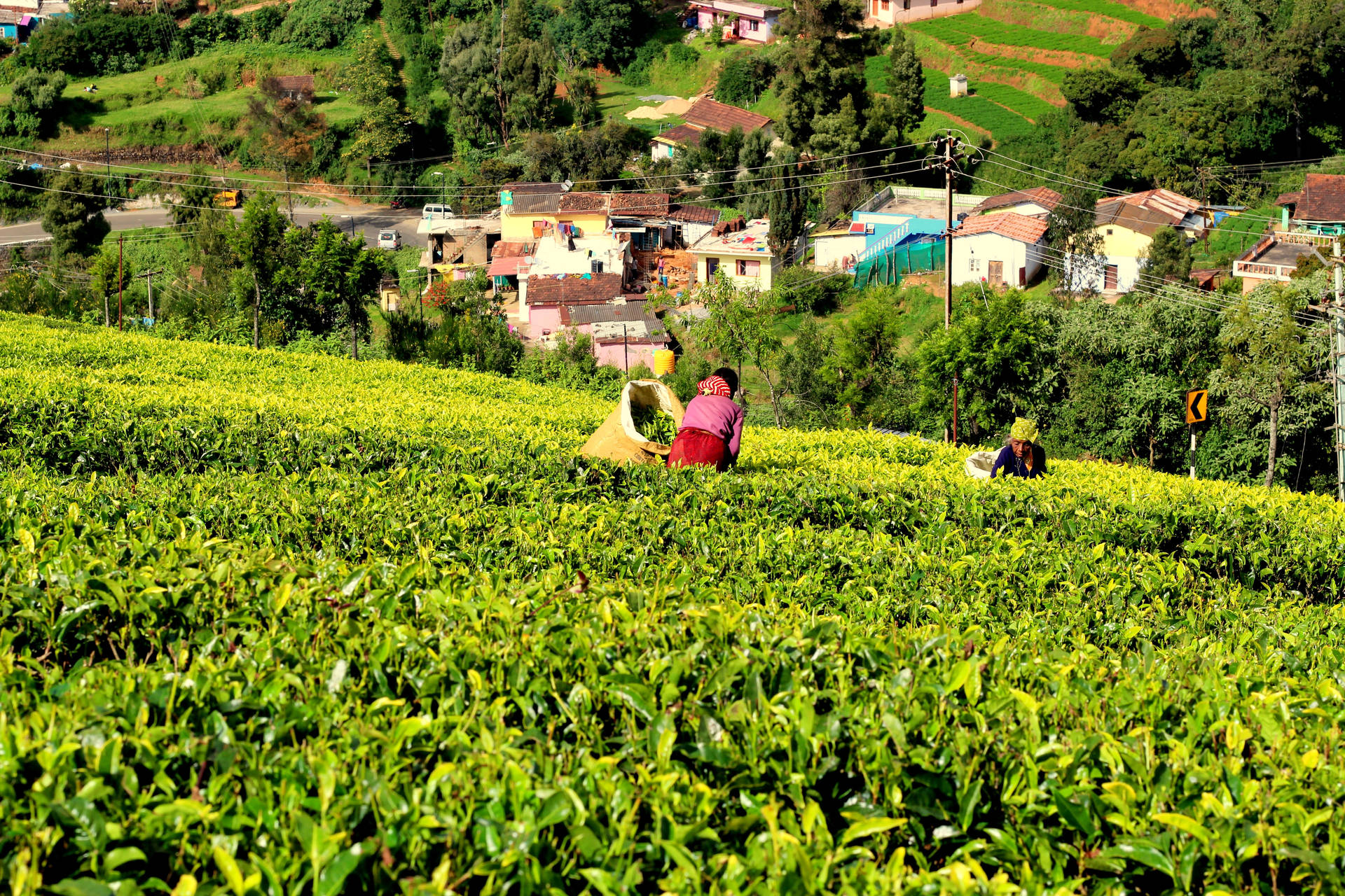 Ooty Tea Garden India Background