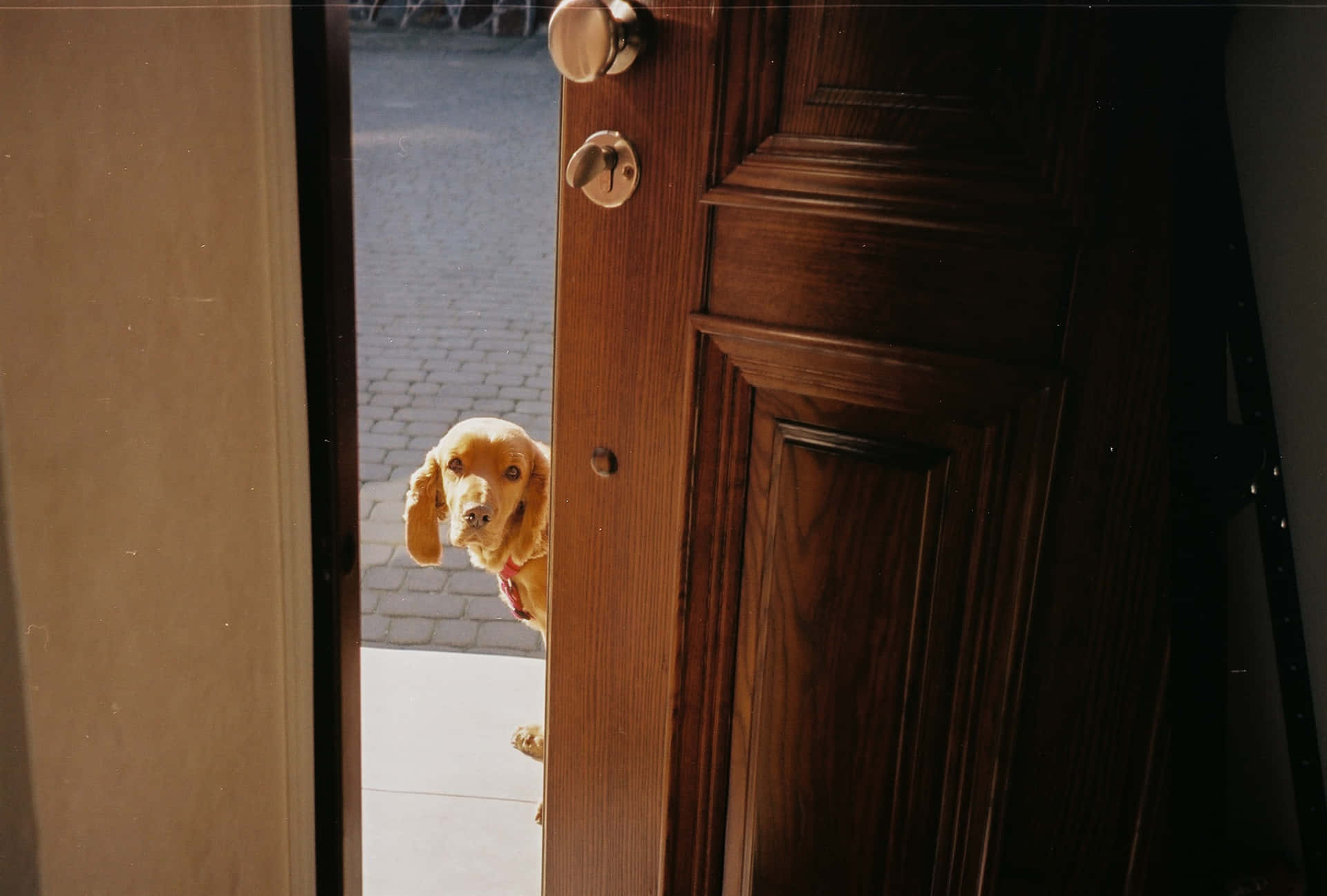 Open Door Peeking Dog