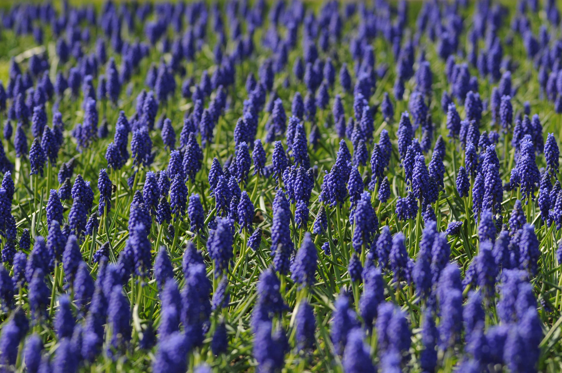 Open Grape Hyacinth Field