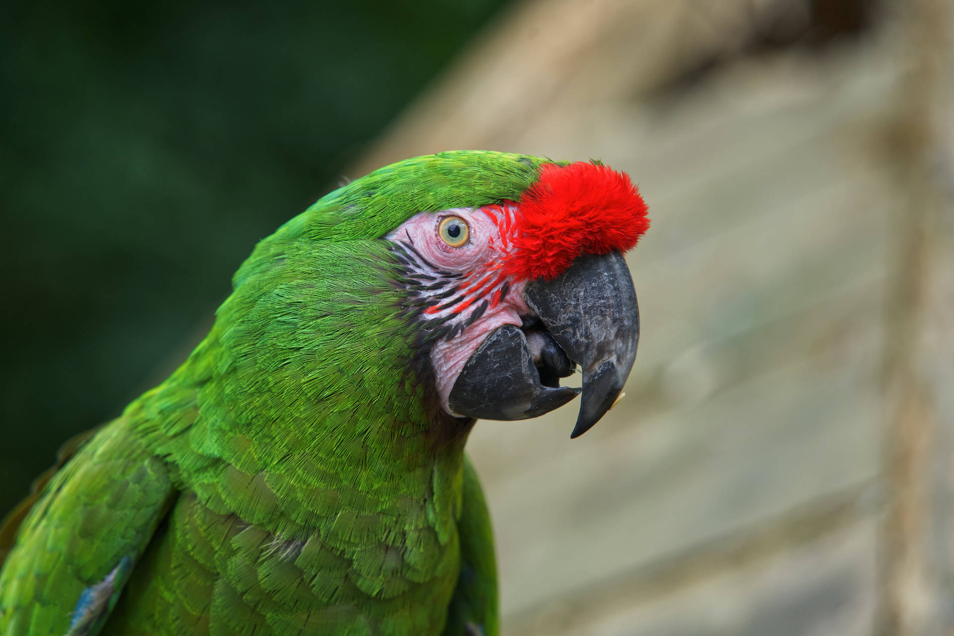 Open Mouth Green Parrot Hd Background