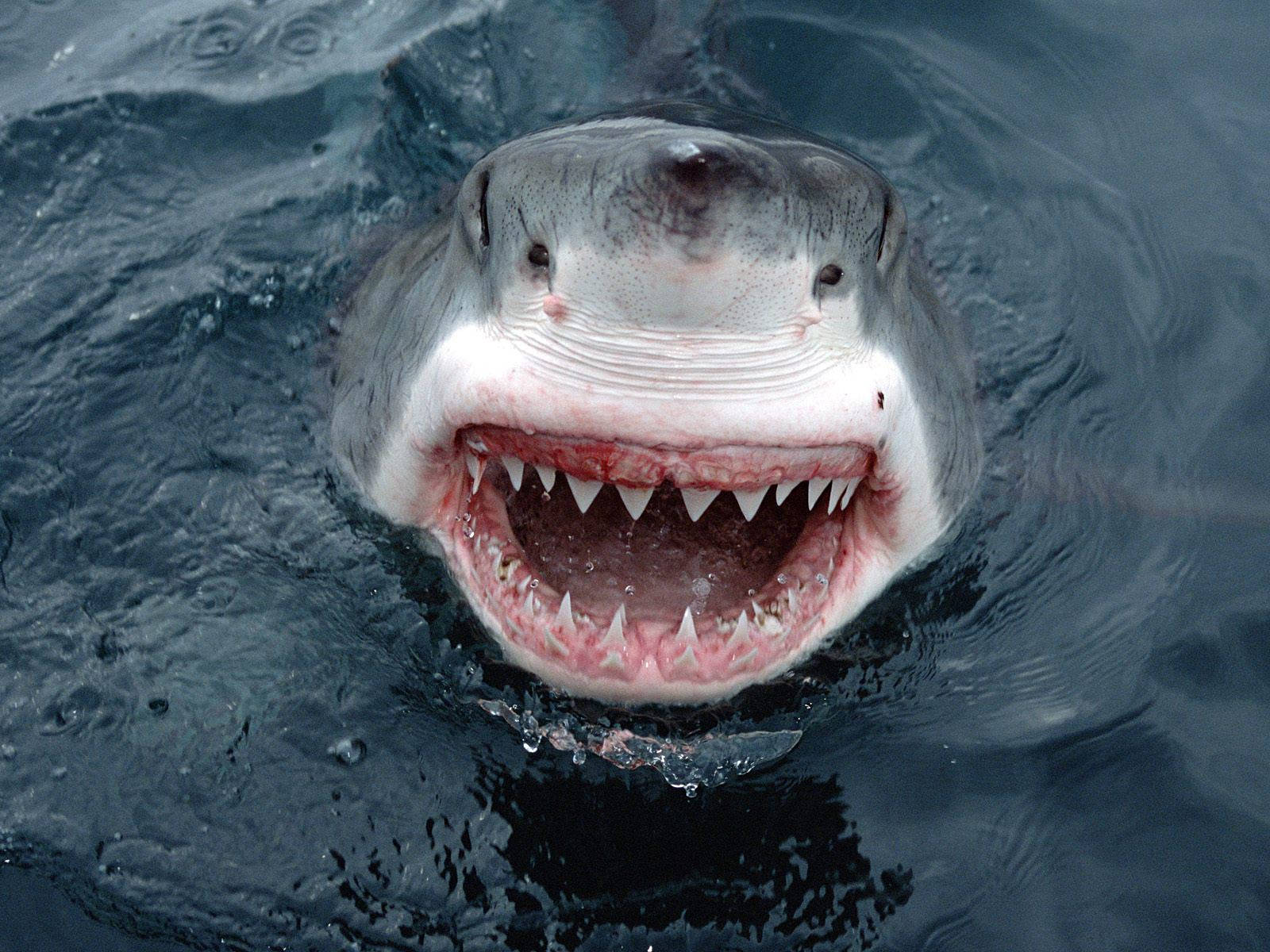 Open Mouth Shark