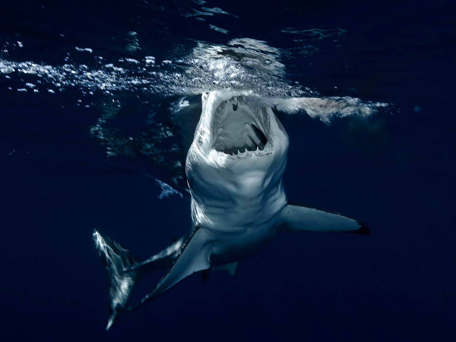 Open Mouth Shark Background