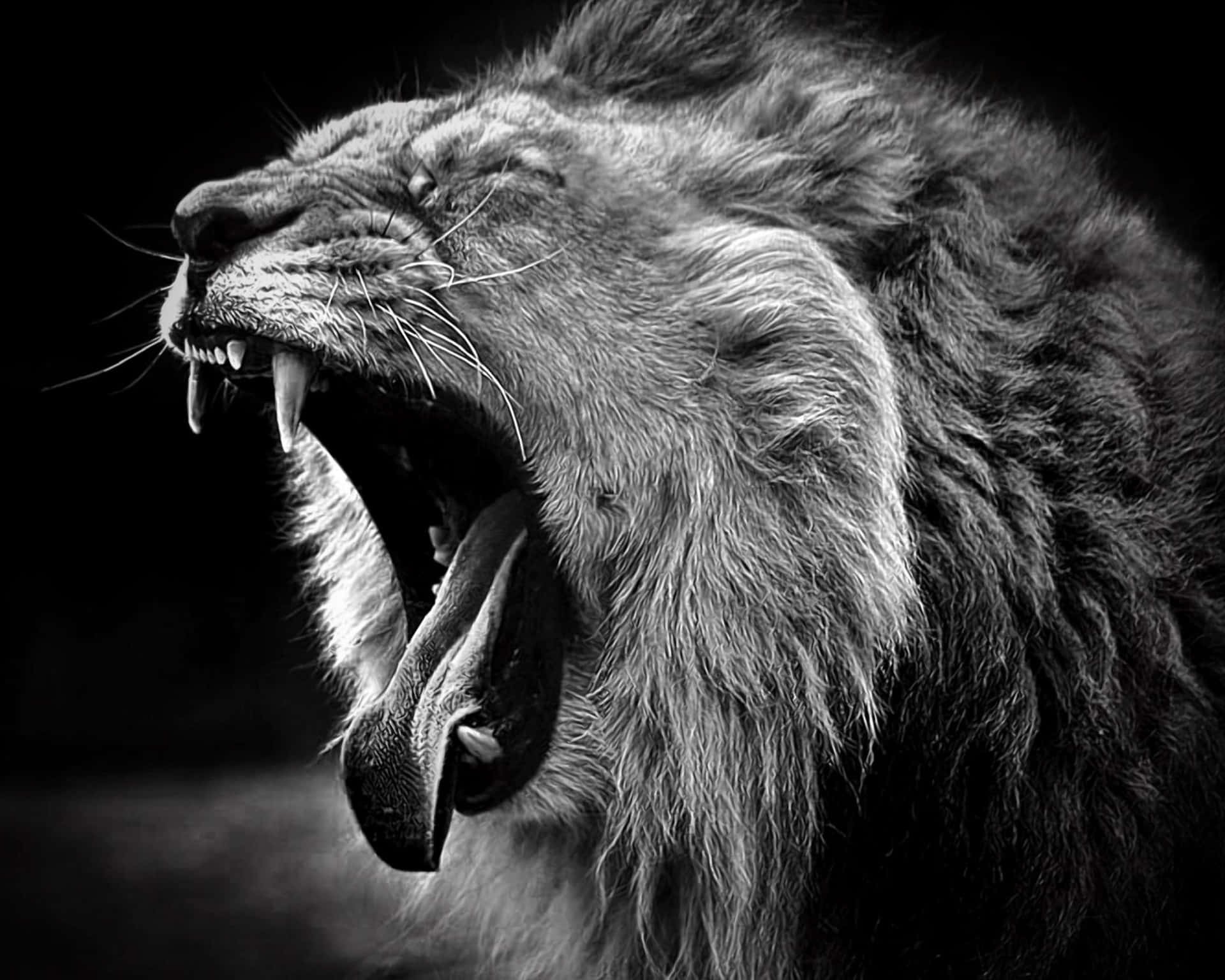 Open Wide Black And White Lion Background