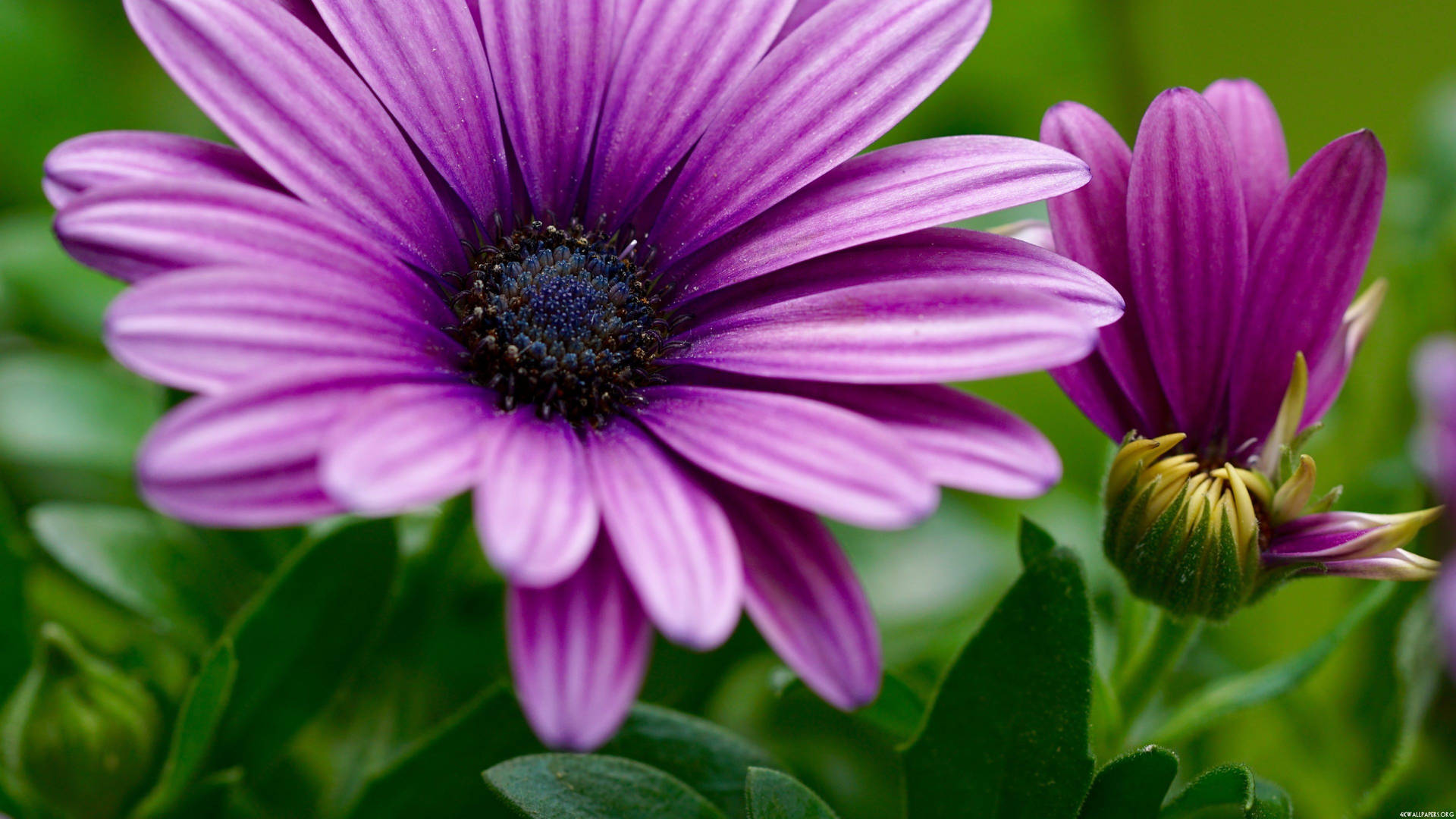 Opened Purple Flower On Bush Background