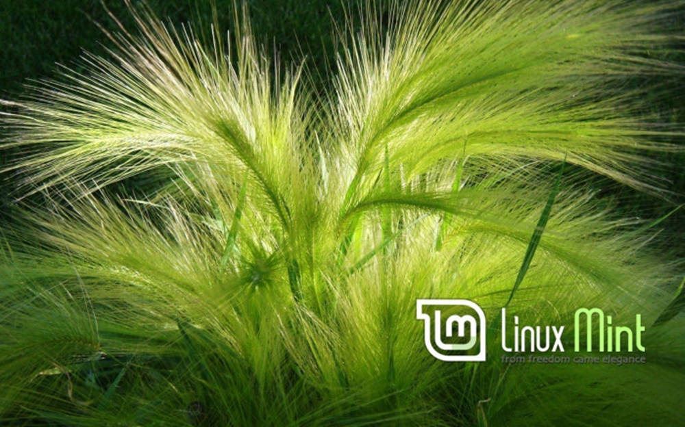 Operating System Linux Mint Logo Foxtail Barley Background