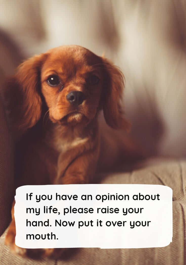 Opinionated Puppy Funny Quote.jpg Background