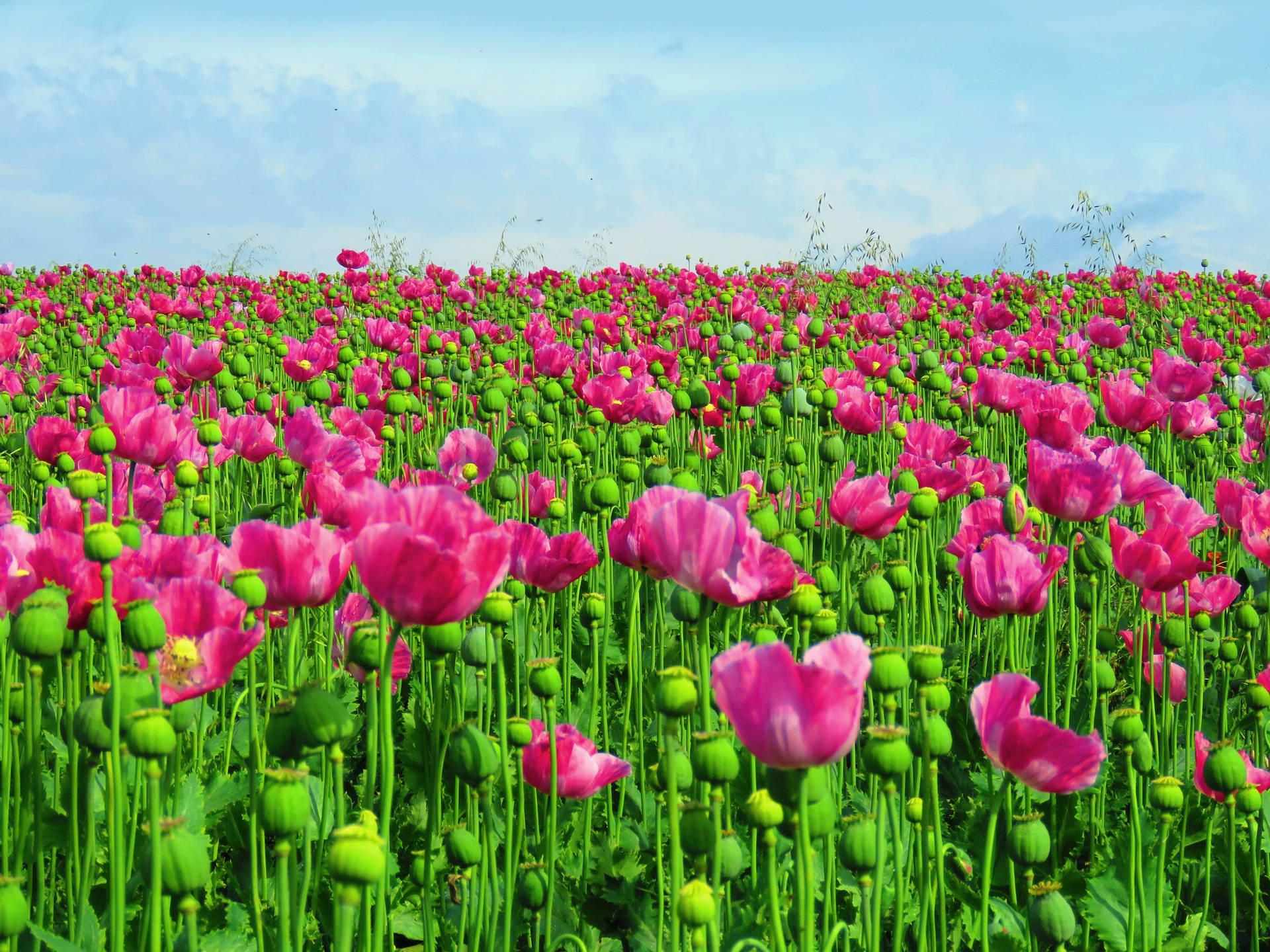 Opium Poppies Field Background