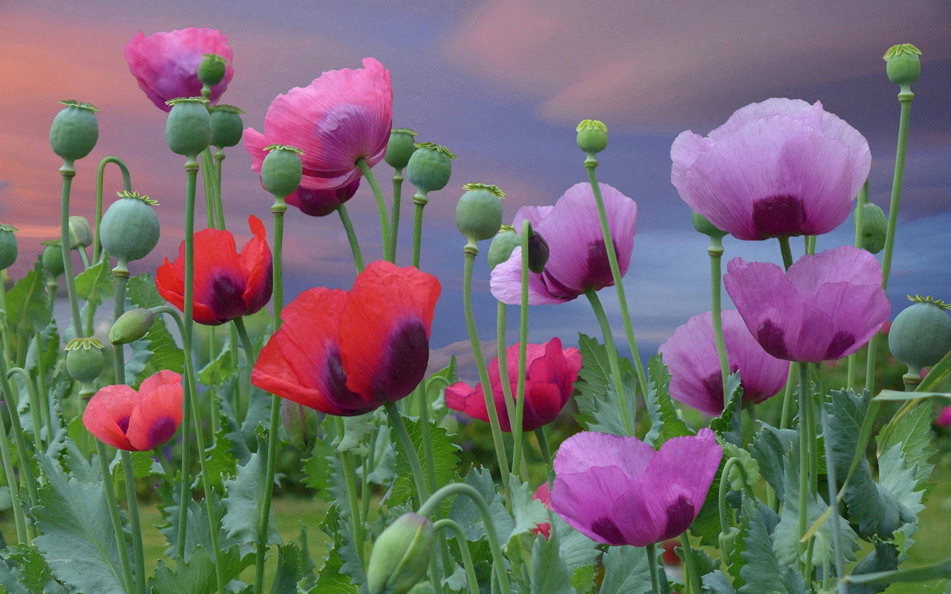 Opium Poppies Background