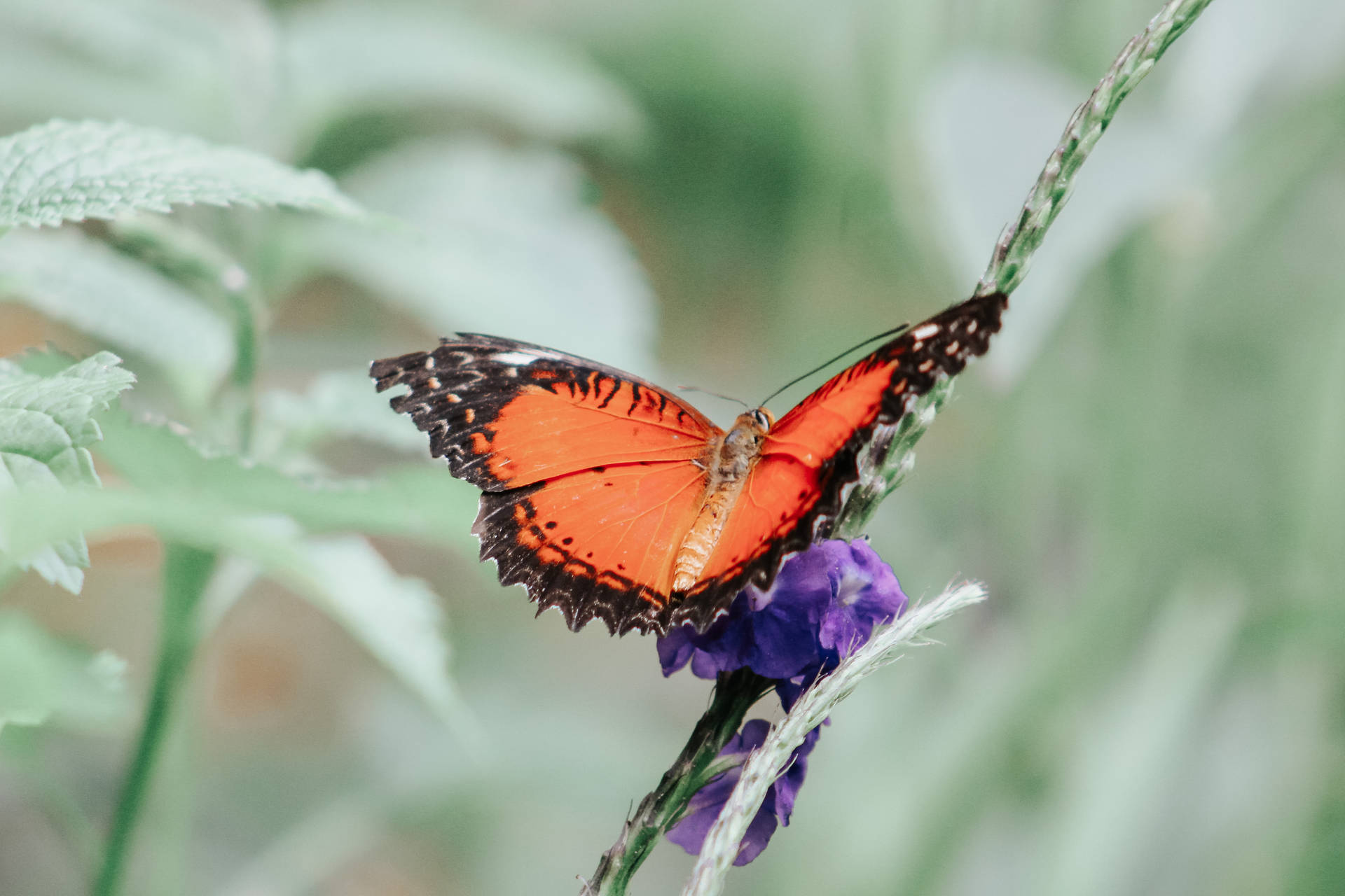 Orange Aesthetic Butterfly Background