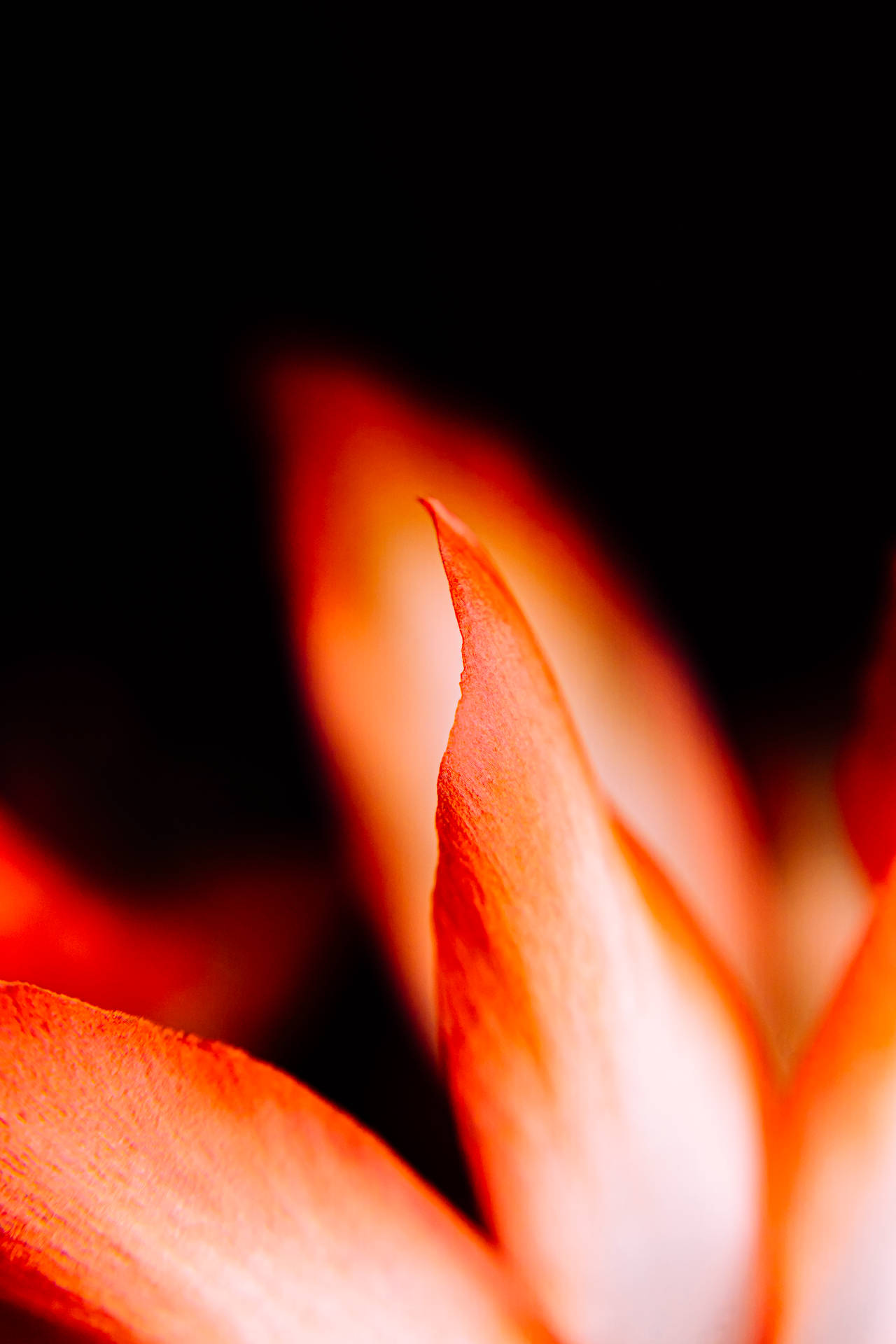Orange Aesthetic Flower Petal Background