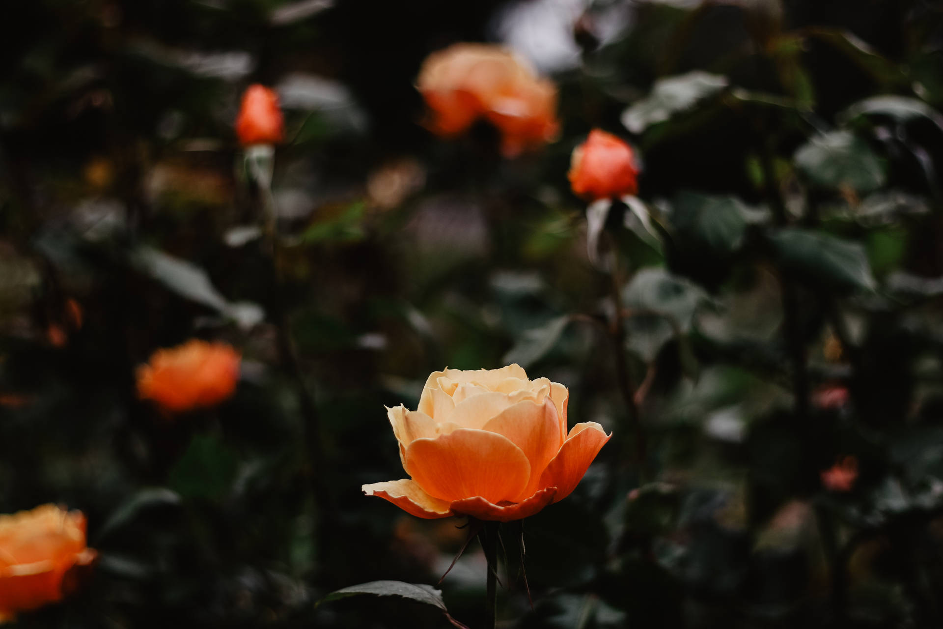 Orange Aesthetic Roses Background